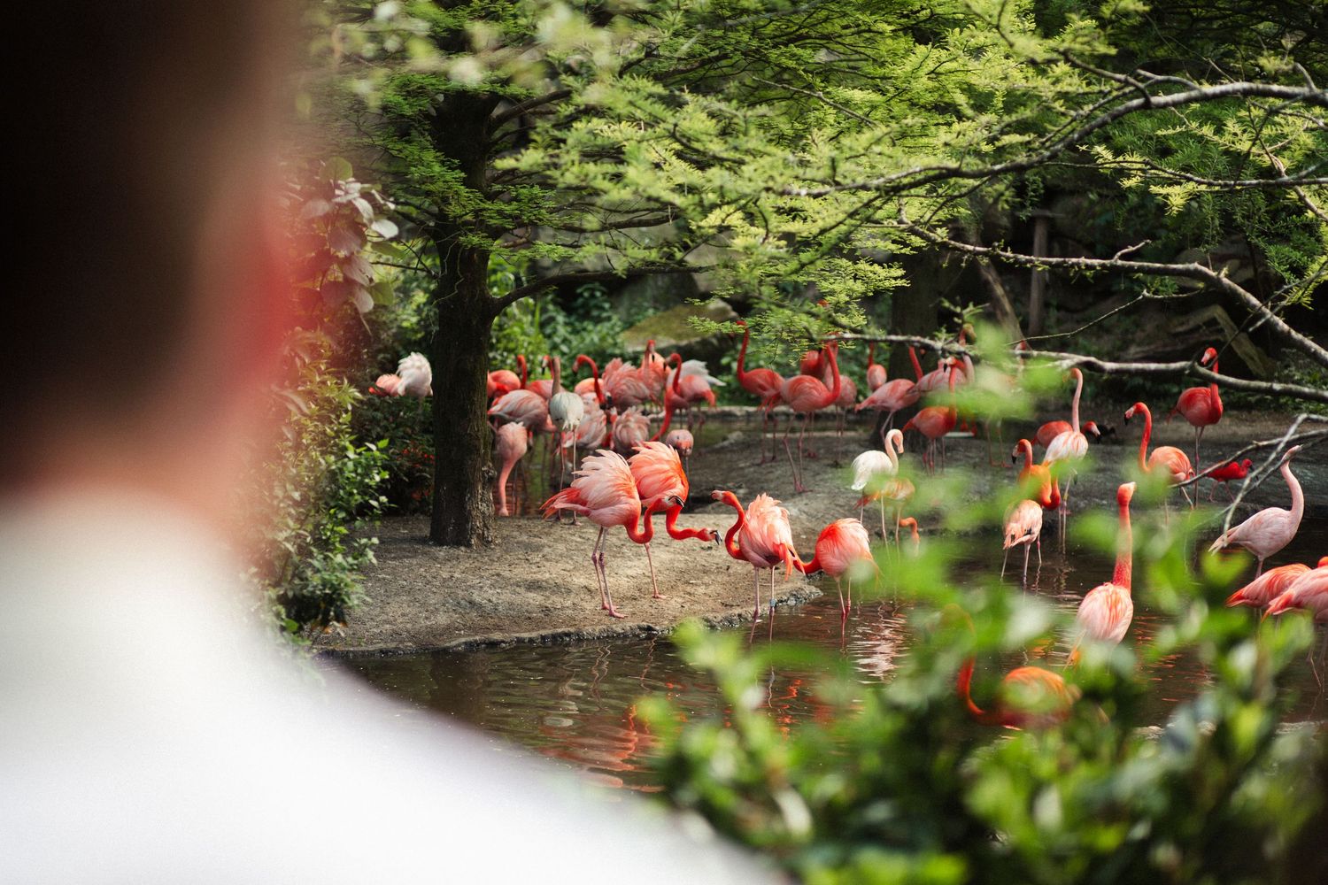 Pink flamingos gather near a pond surrounded by lush green foliage in a tranquil garden setting.