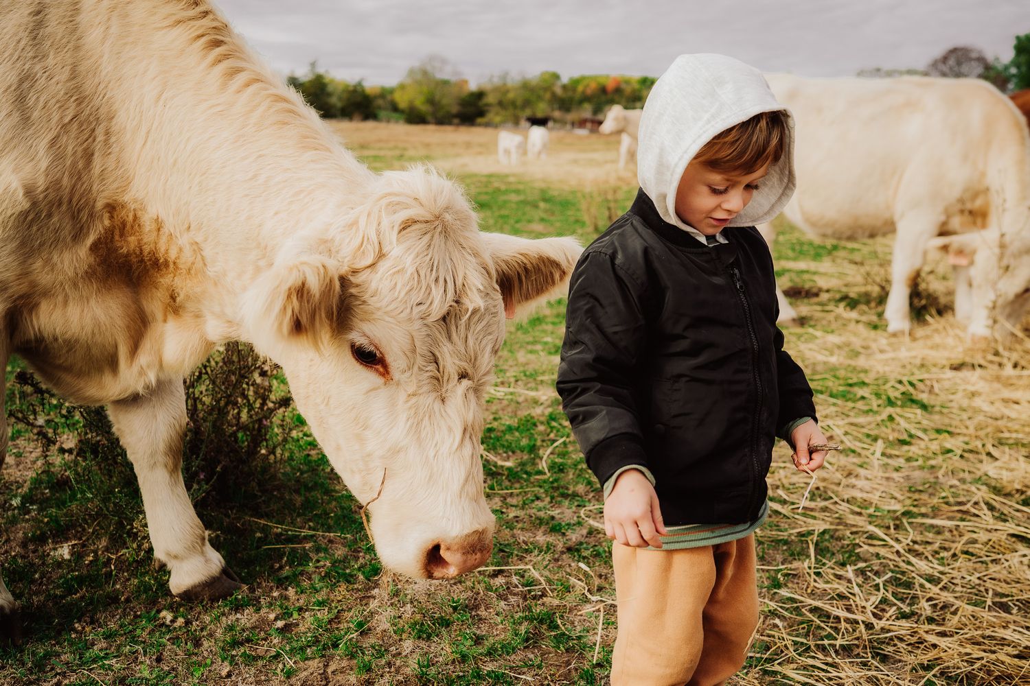 A pony grazes on hay in a pasture while someone in a black hoodie stands nearby on a sunny day.