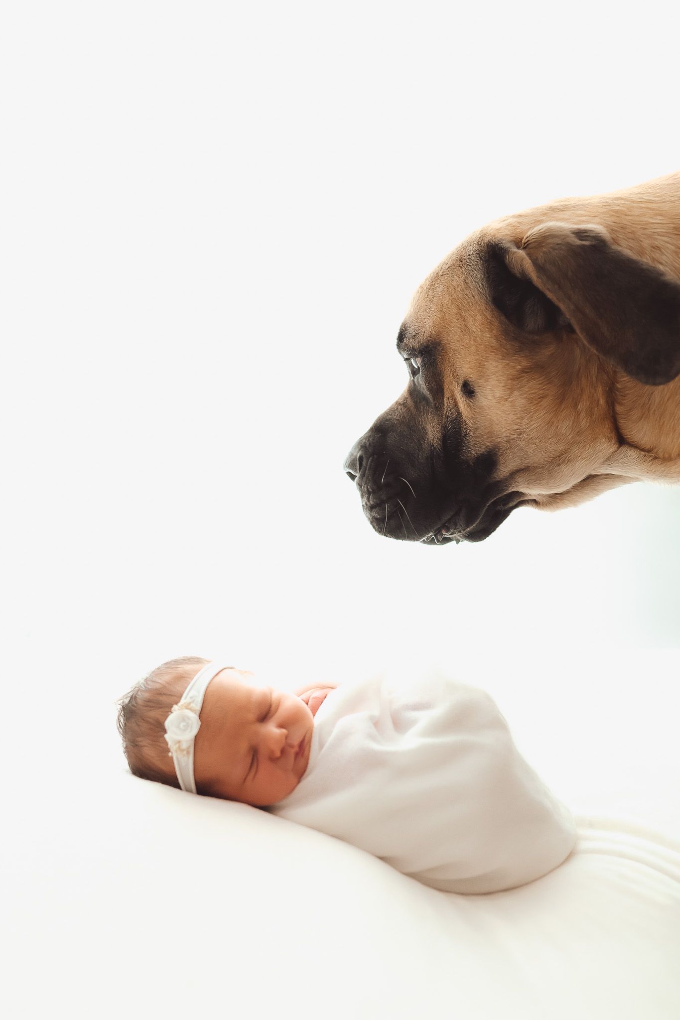 A curious dog peeks at a swaddled newborn baby lying on white fabric.