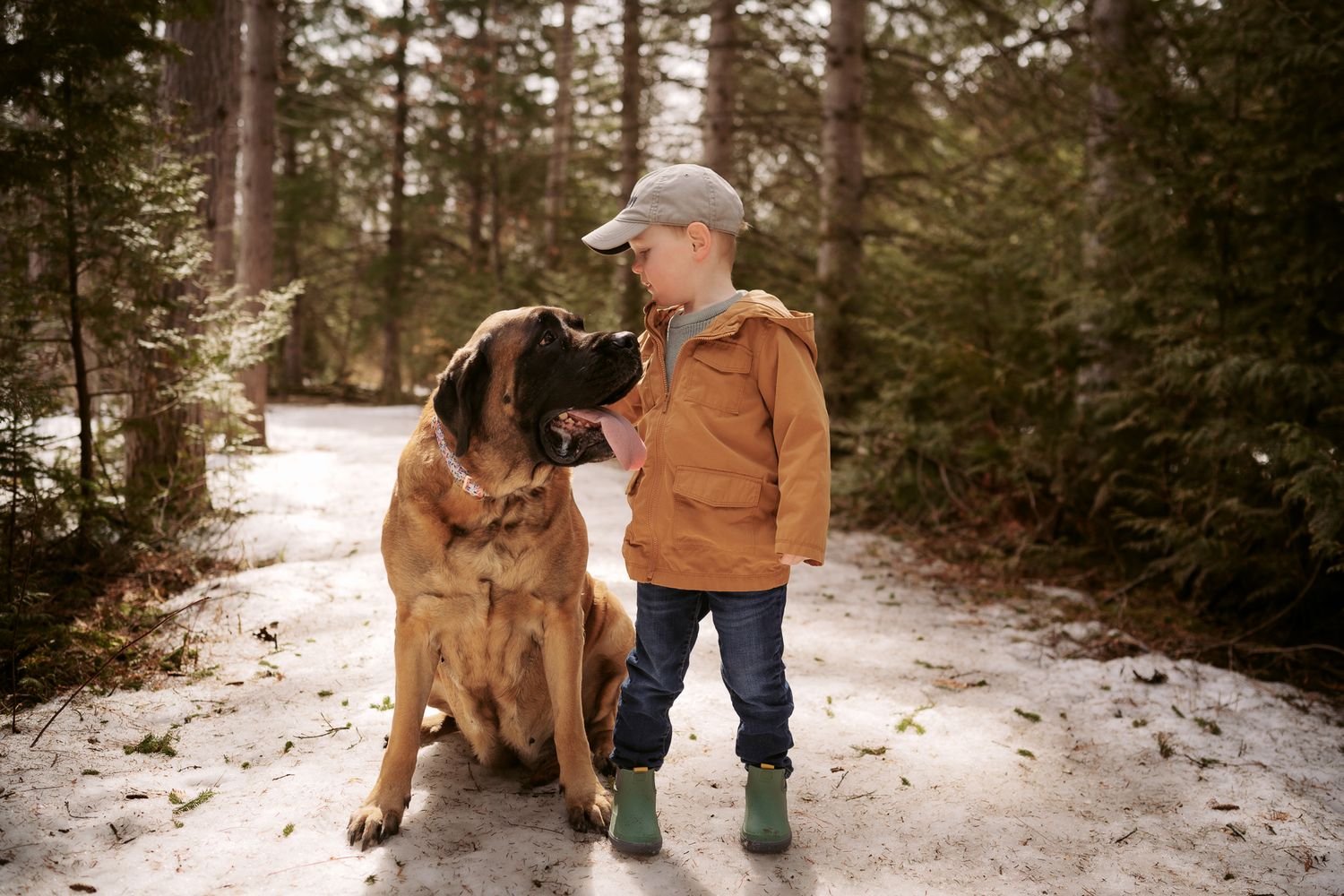 A young boy in a brown jacket and cap shares a tender moment with a large dog on a snowy forest path.