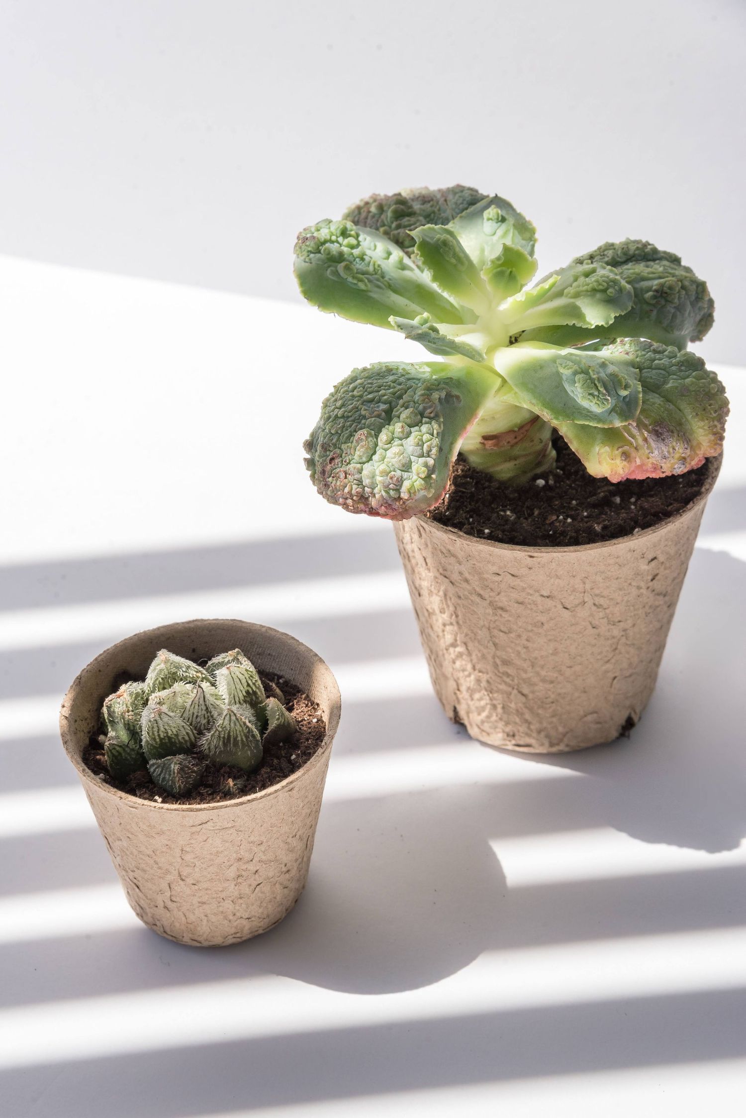 Row of small succulent plants in copper-colored pots with dramatic shadows.