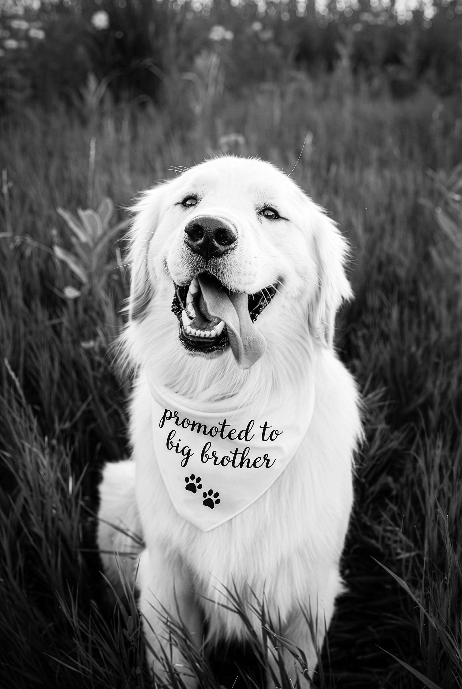Maternity photos, Madison WI