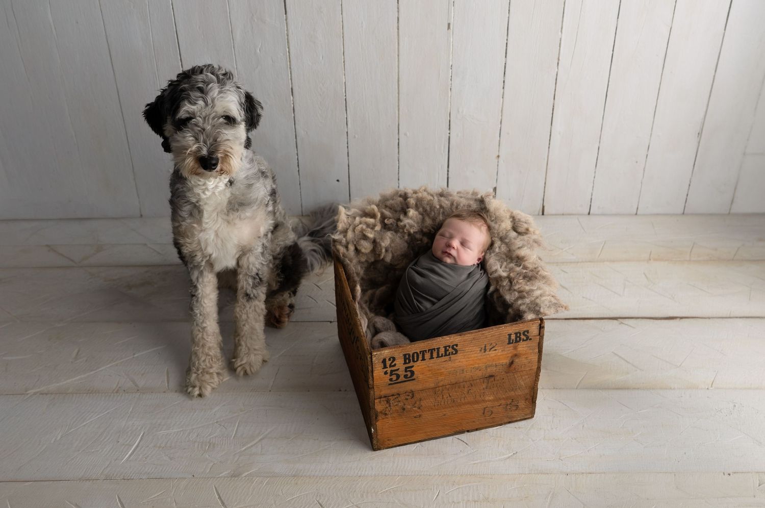 Newborn with Dog. Madison, WI Mount Horeb, Wi Verona, WI Newborn Photography