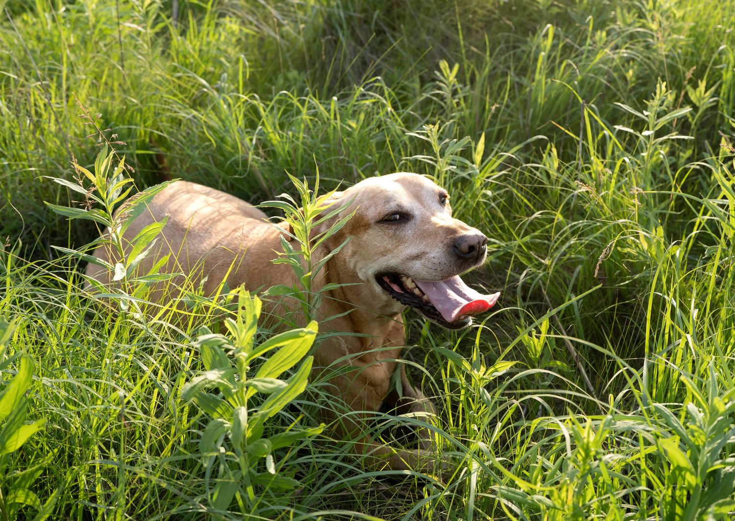 dogs are family members too!