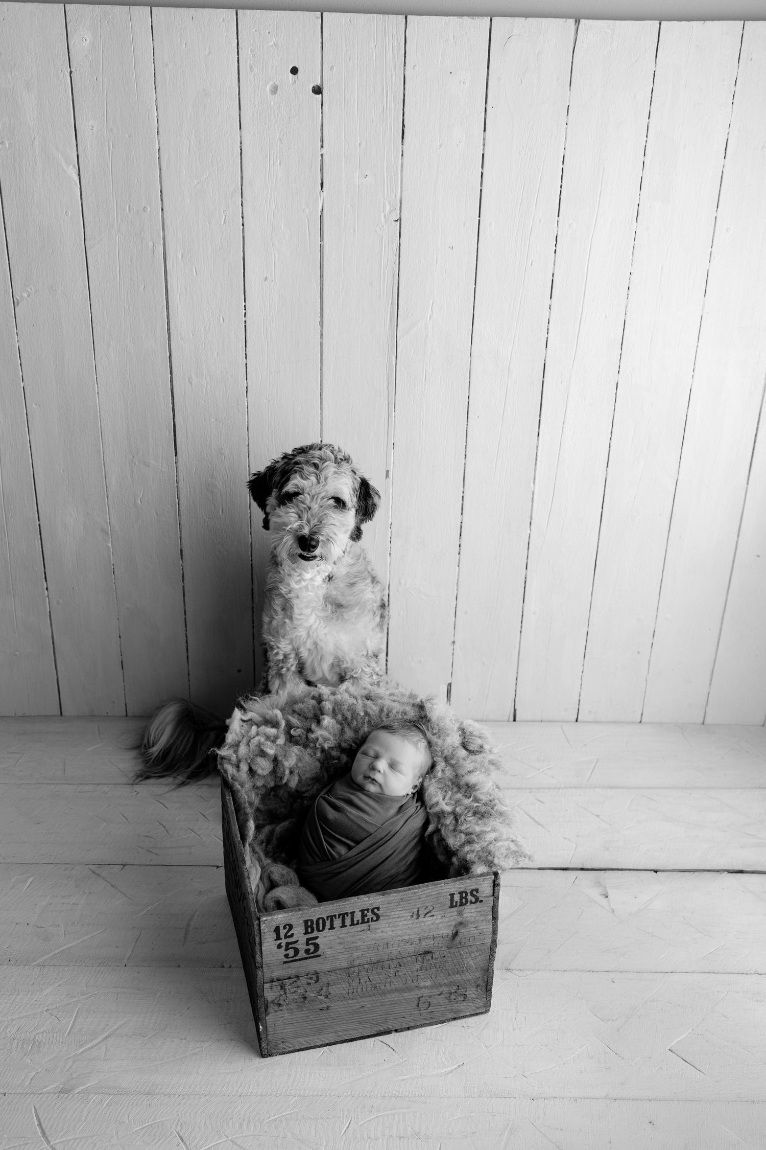 Newborn with Dog. Madison, WI Mount Horeb, Wi Verona, WI Newborn Photography