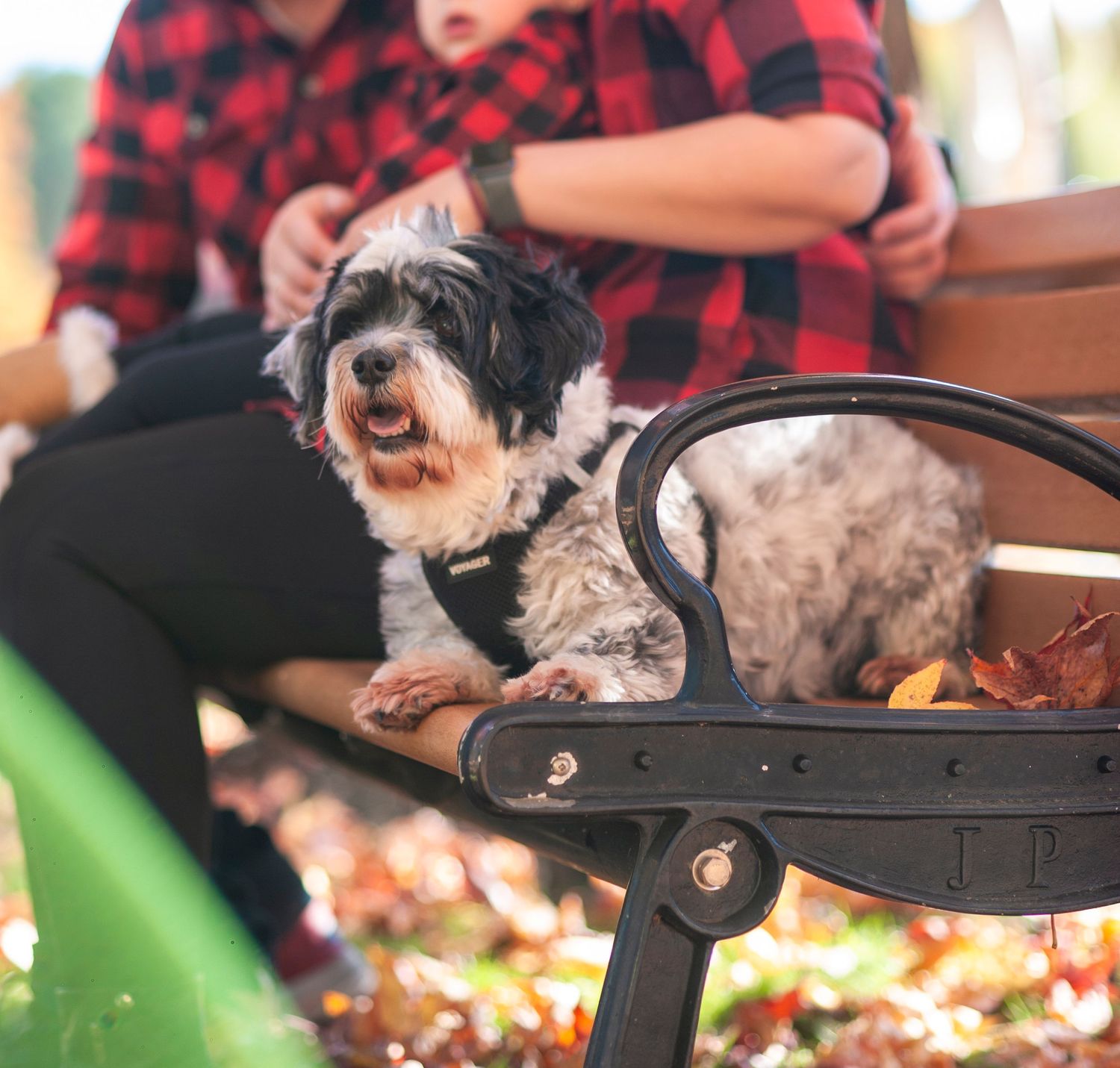 Black and white terrier mix dog sitting on a park bench with fall leaves while someone wears a buffalo plaid shirt.