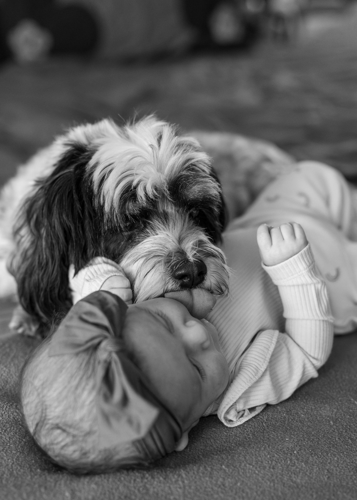 A series of black and white photos showing a small dog sleeping peacefully on a textured surface.