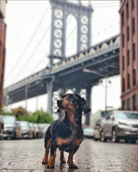 A dachshund puppy stands on cobblestone streets with the Manhattan Bridge in the background.