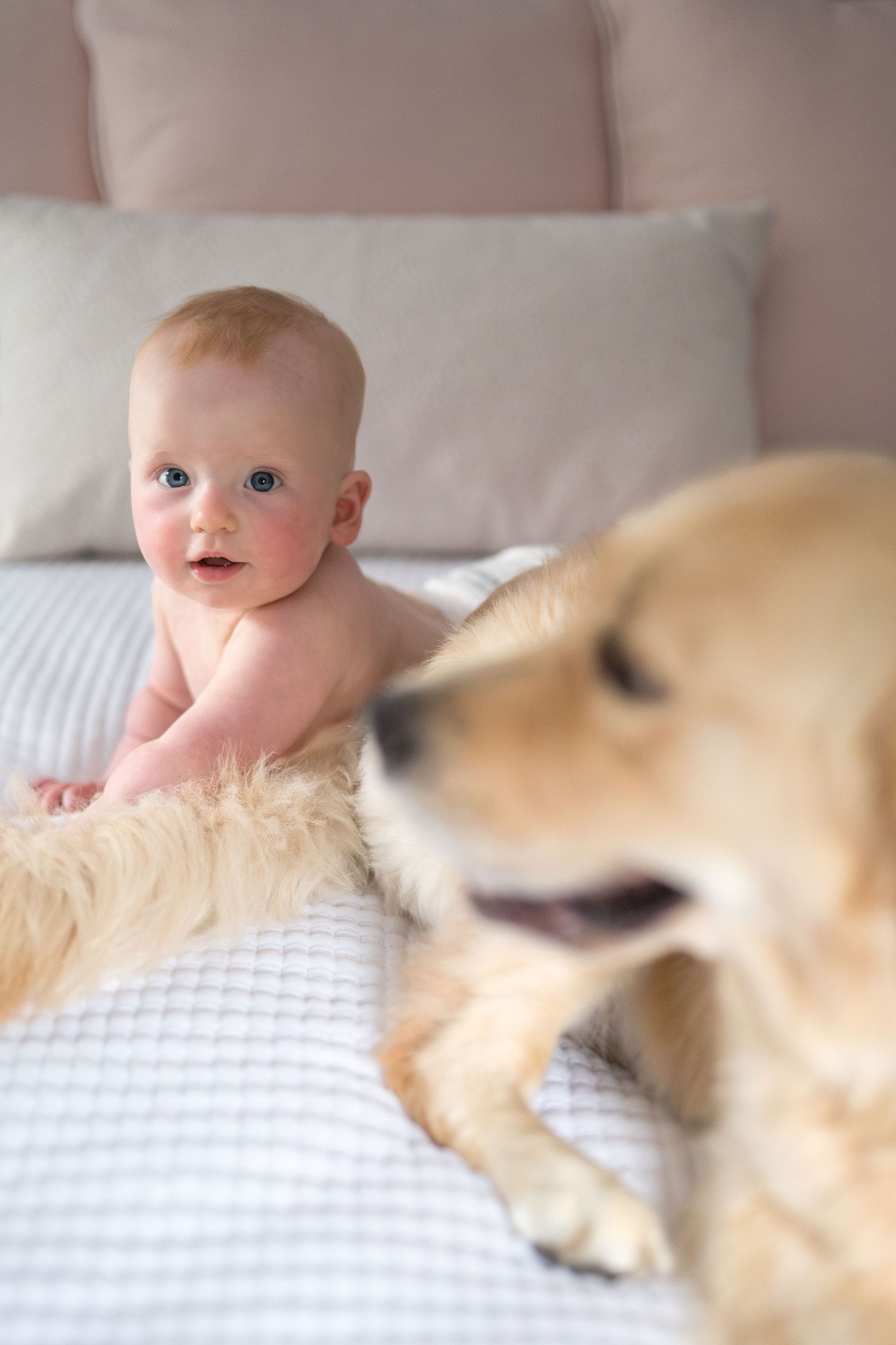 A baby and golden retriever dog laying together on a white bed with soft pillows and blankets.