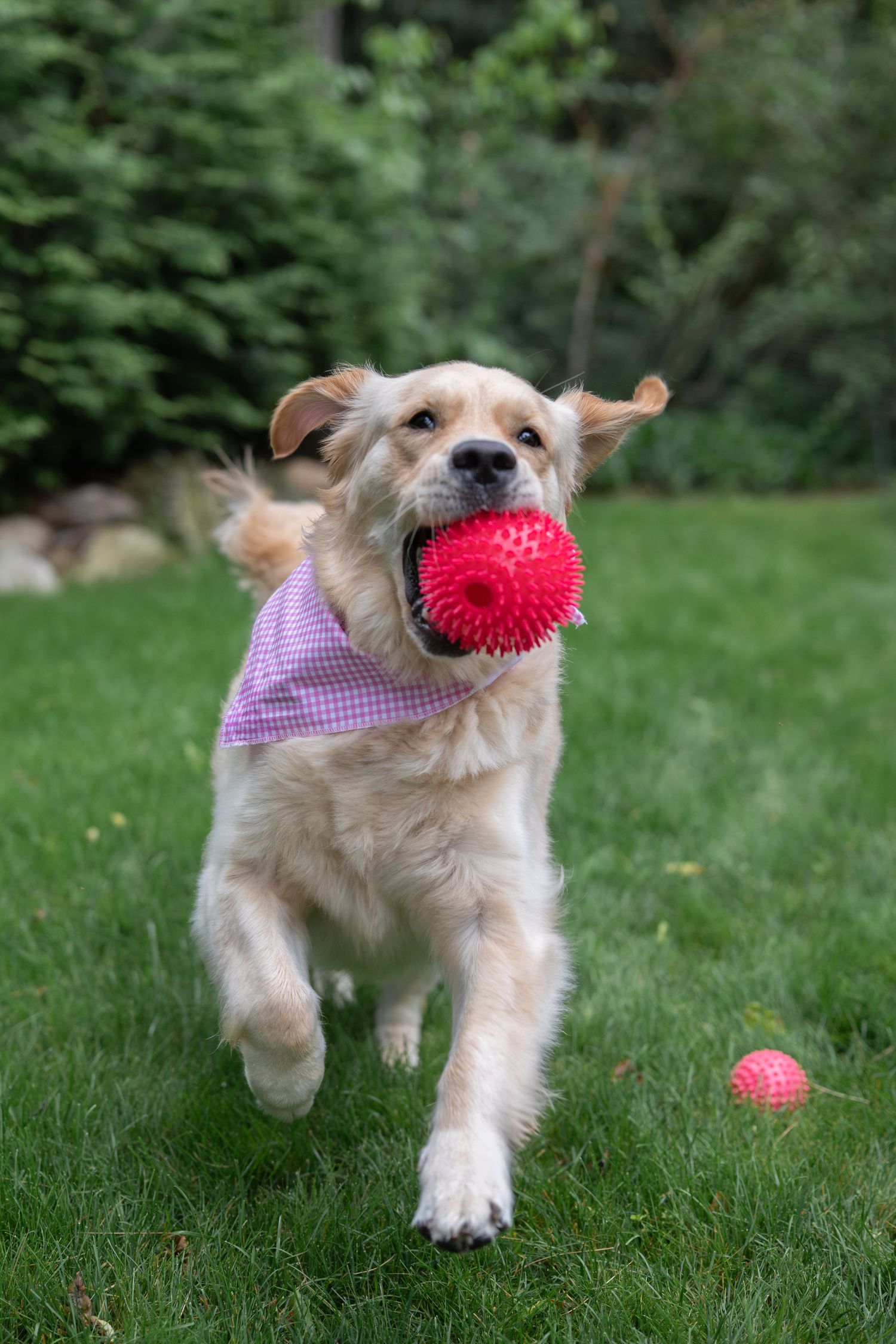 Golden retriever playing with a bright red ball on grass in a series of action shots.