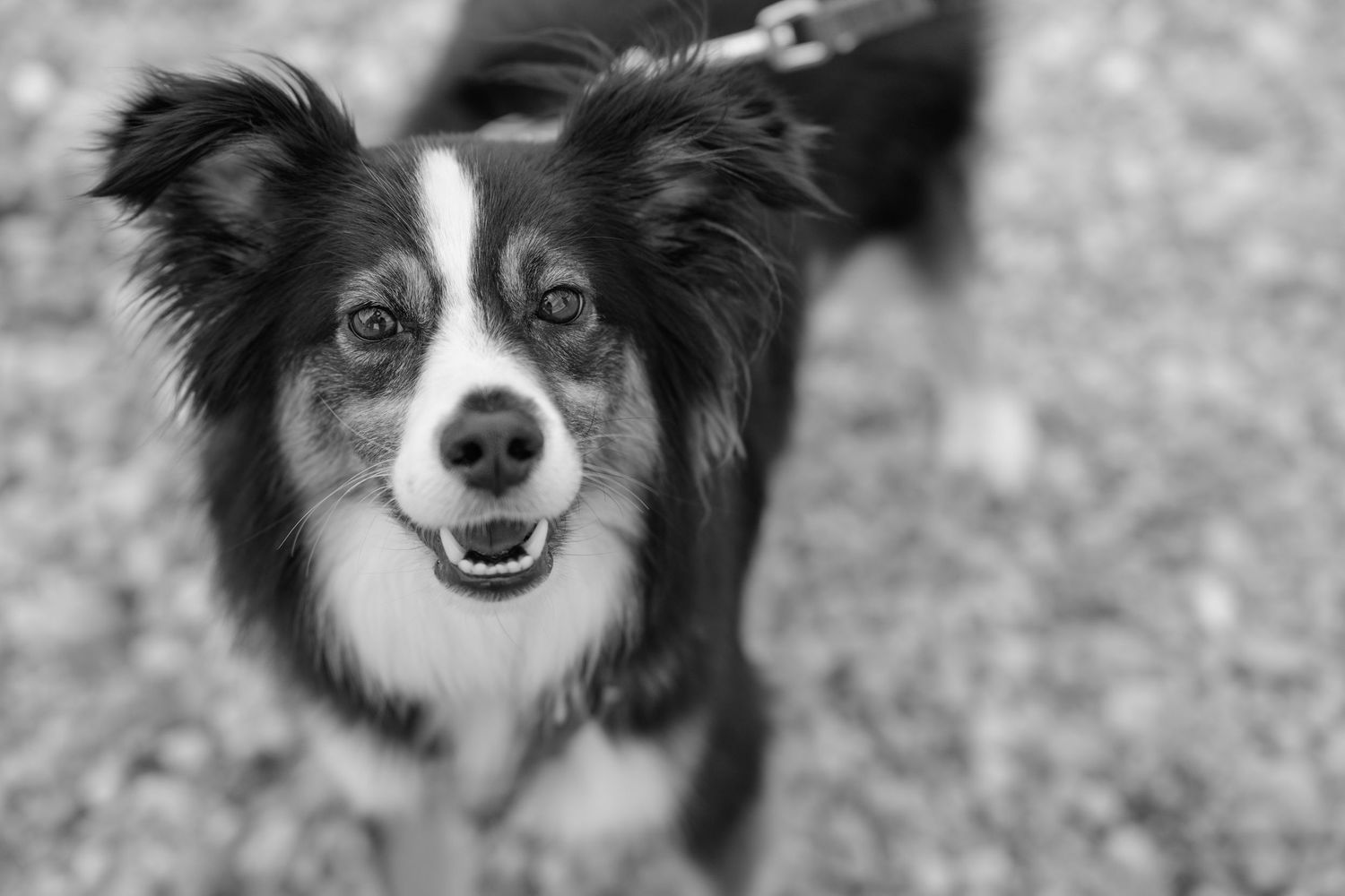 A black and white Border Collie dog with perky ears and a happy expression looks directly at the camera.