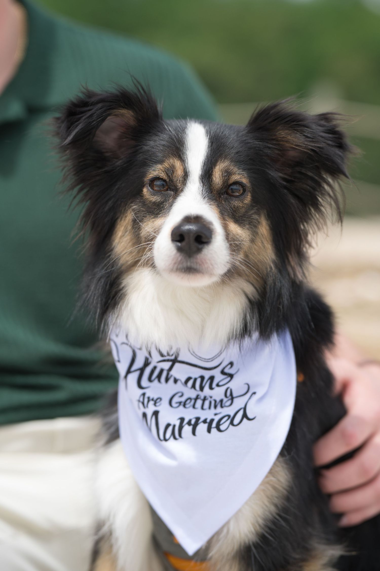 A small black and white dog wearing a white bandana with text that appears to be part of a marriage proposal message.