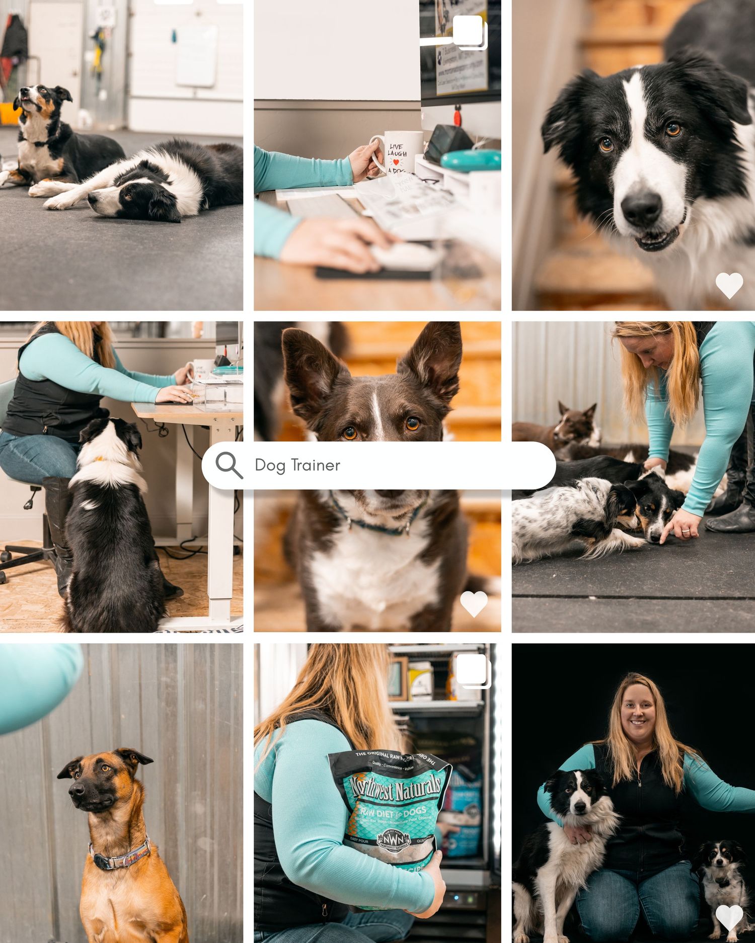 Collection of veterinary clinic photos showing dogs, medical care and pet interactions.