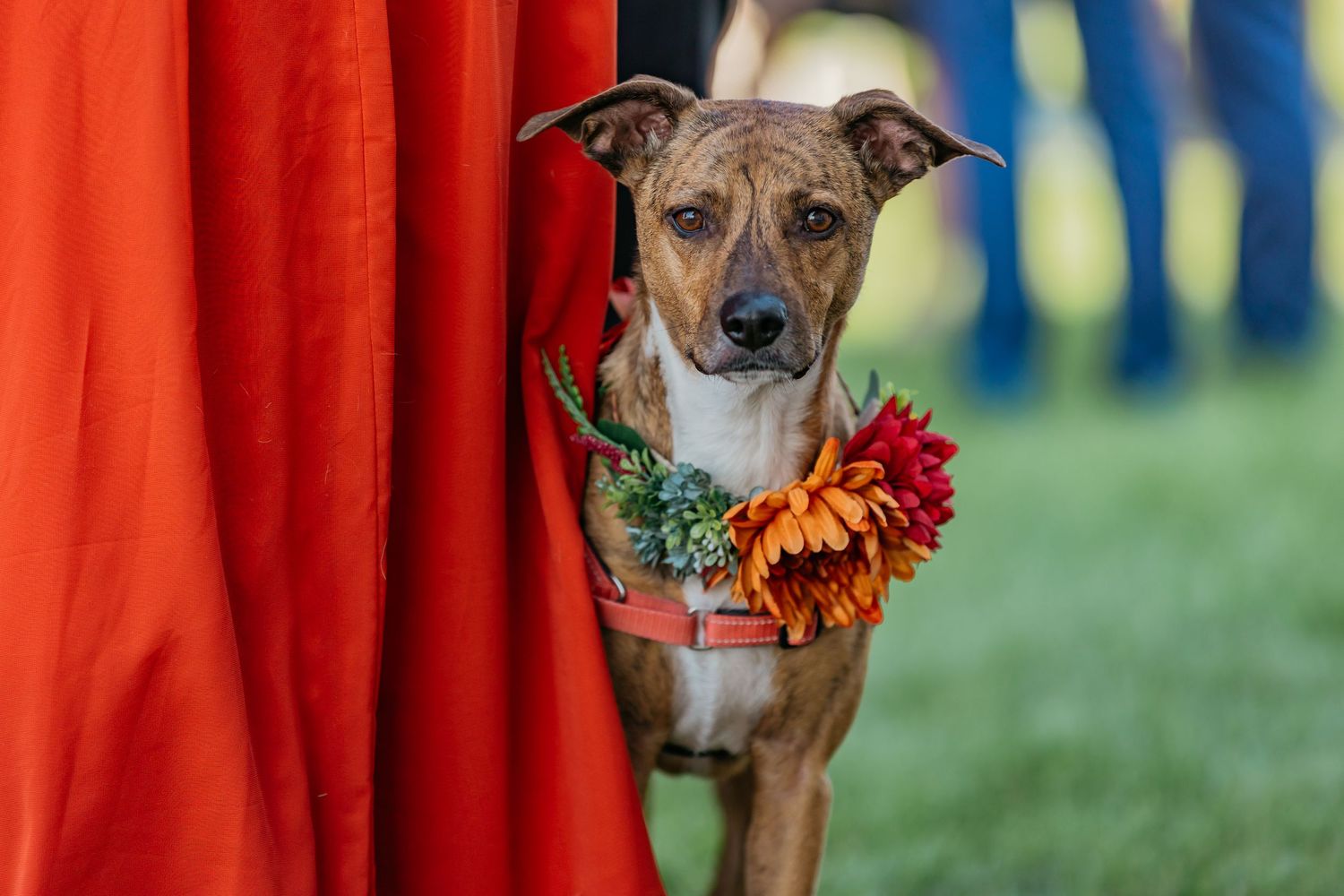 Brown dog wearing floral collar poses against bright red backdrop at wedding.
