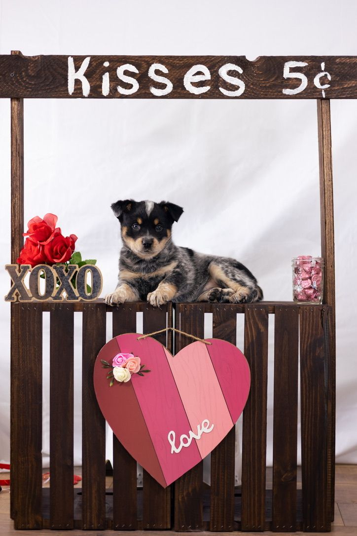 Valentine's themed kissing booth with wooden fence and decorative hearts featuring small dog.