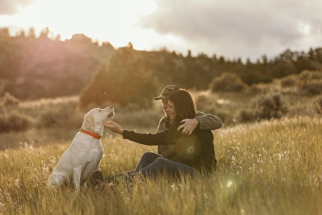 Person and white dog share tender moment in sunlit meadow at golden hour.