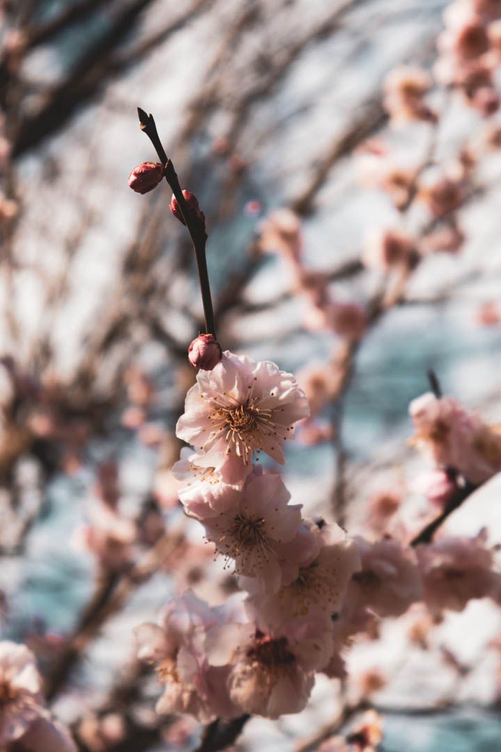 Delicate pink cherry blossom flowers bloom on dark branches in soft natural sunlight.