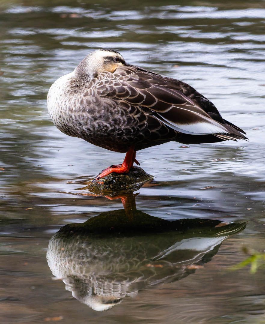 A duck with red feet standing on a rock reflected in calm water in natural surroundings.