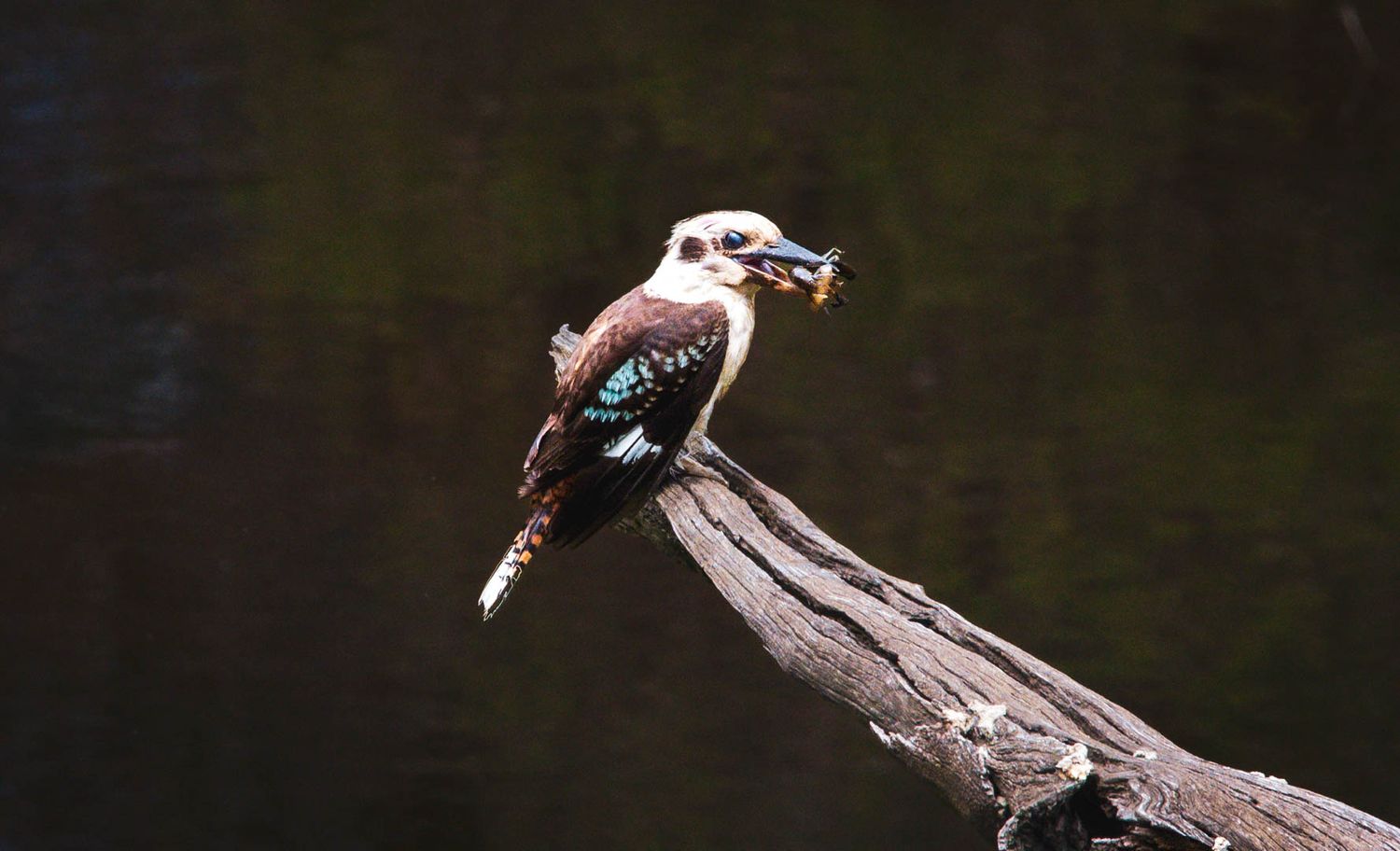 Kookaburra perched on a weathered log holding prey in its beak beside a dark reflective lake.