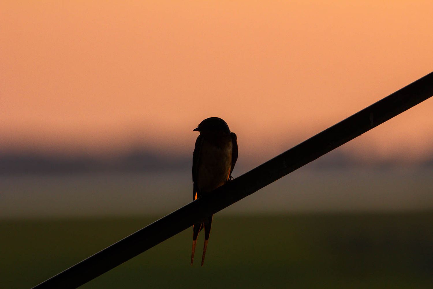 Silhouette of a bird perched on a wire against a warm orange sunset sky over open fields.