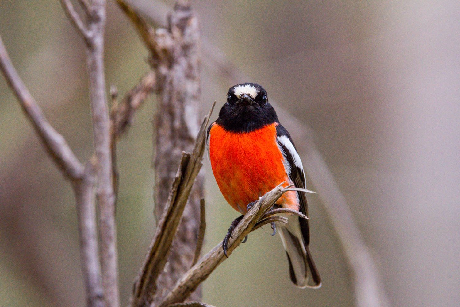 Vibrant scarlet robin with bright orange-red chest perched on a bare branch in soft natural light.