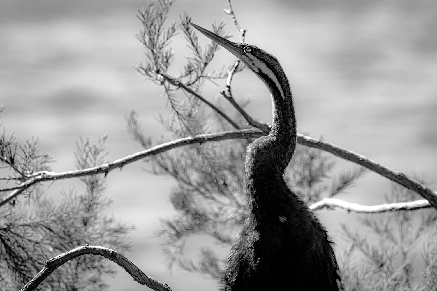 Black and white close-up of a large dark bird perched on a bare branch against a cloudy sky.