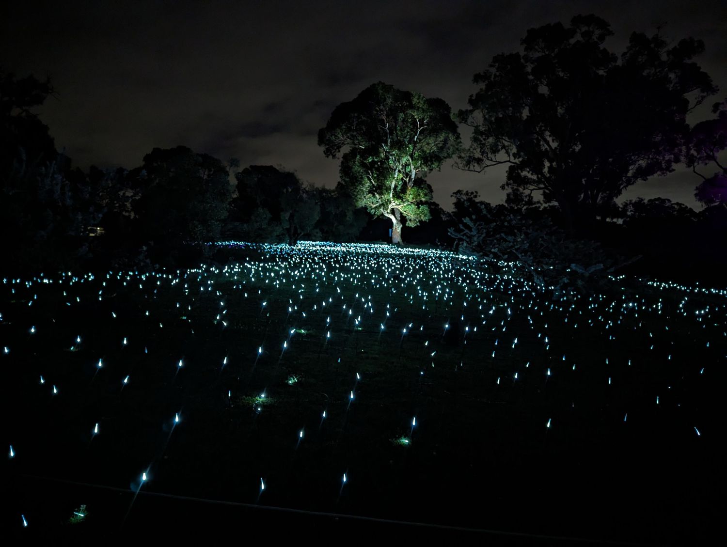 Thousands of glowing blue lights illuminate a dark park landscape with a single illuminated tree at night.