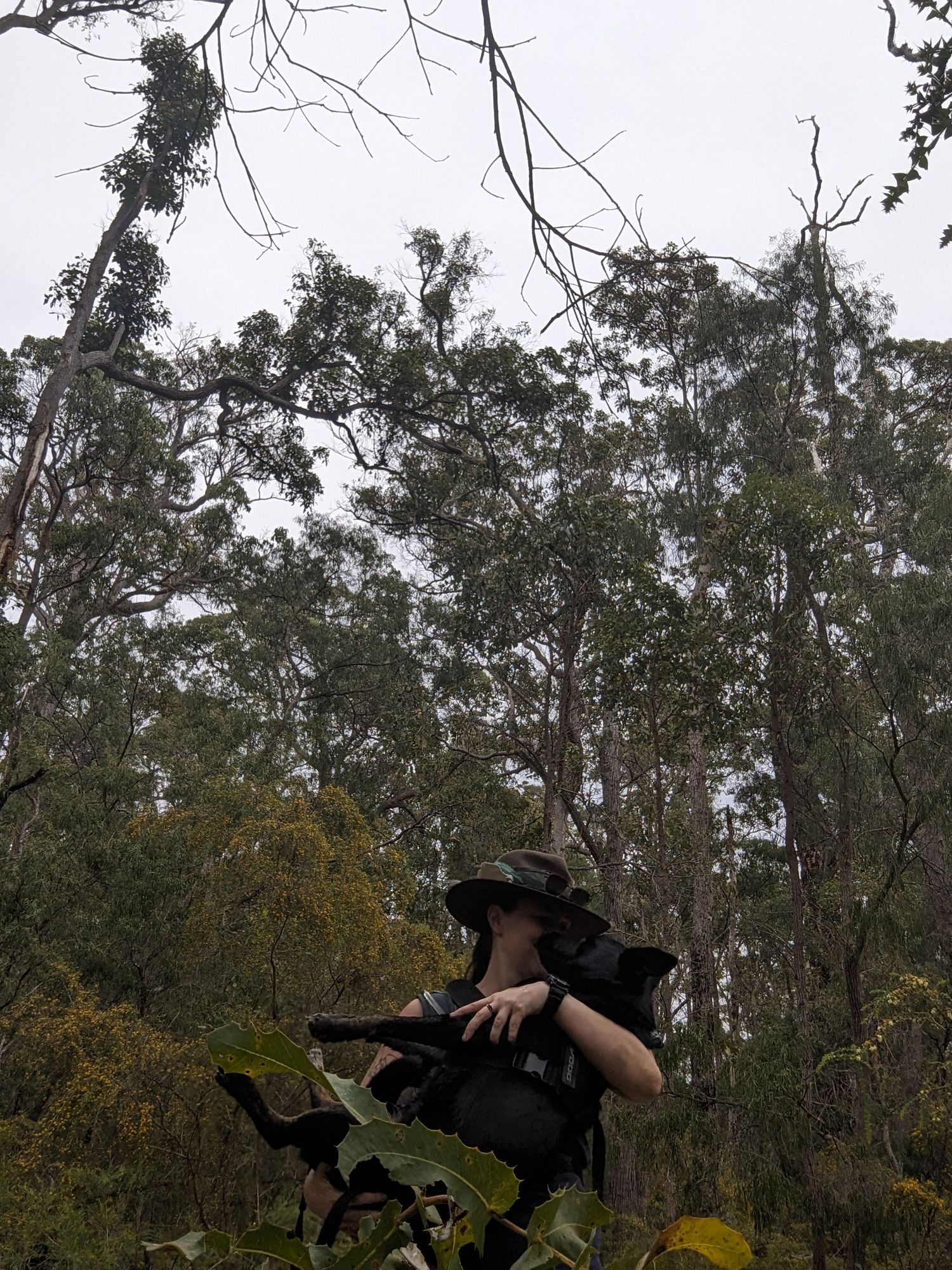 Person in camouflage hat crouching among dense bush vegetation beneath tall eucalyptus trees.
