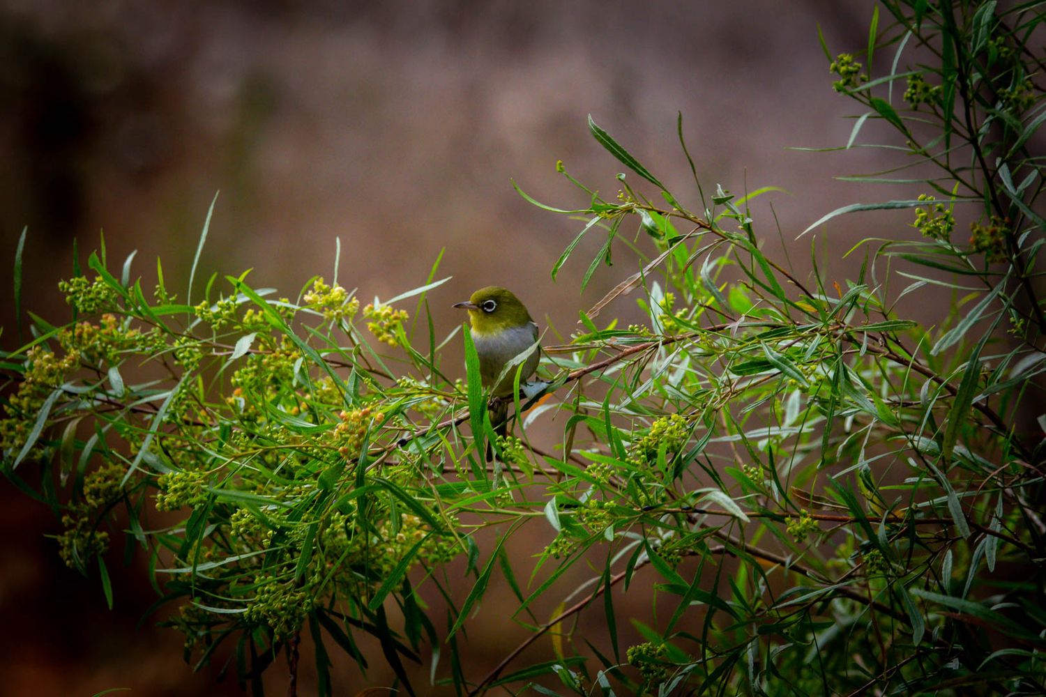 Small green bird perched among lush green foliage and yellow wildflowers in a natural habitat.