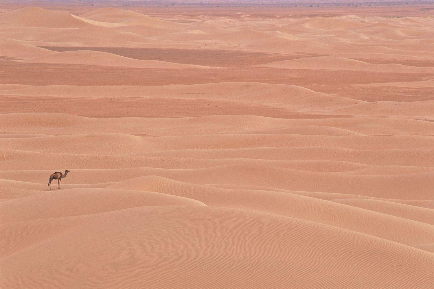 A lone camel crossing vast orange sand dunes in the Sahara Desert, Morocco.