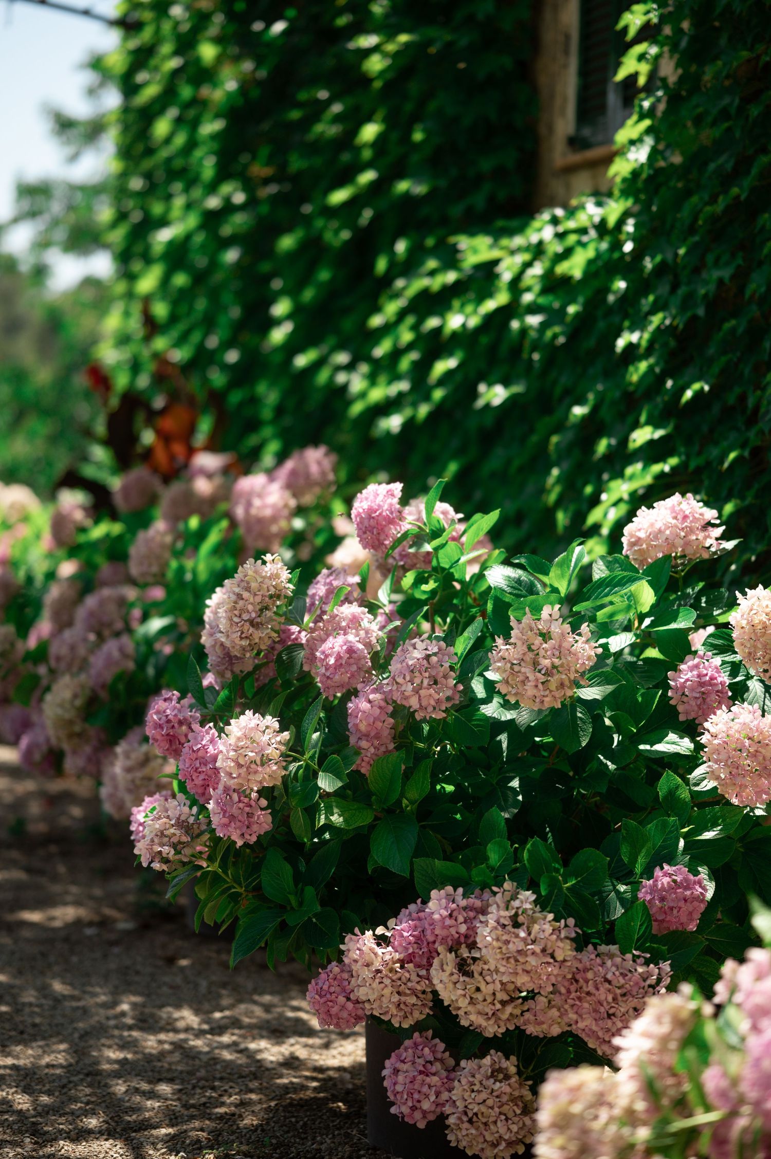 Lush pink hydrangea bushes bloom along a garden wall covered in dense green ivy foliage.