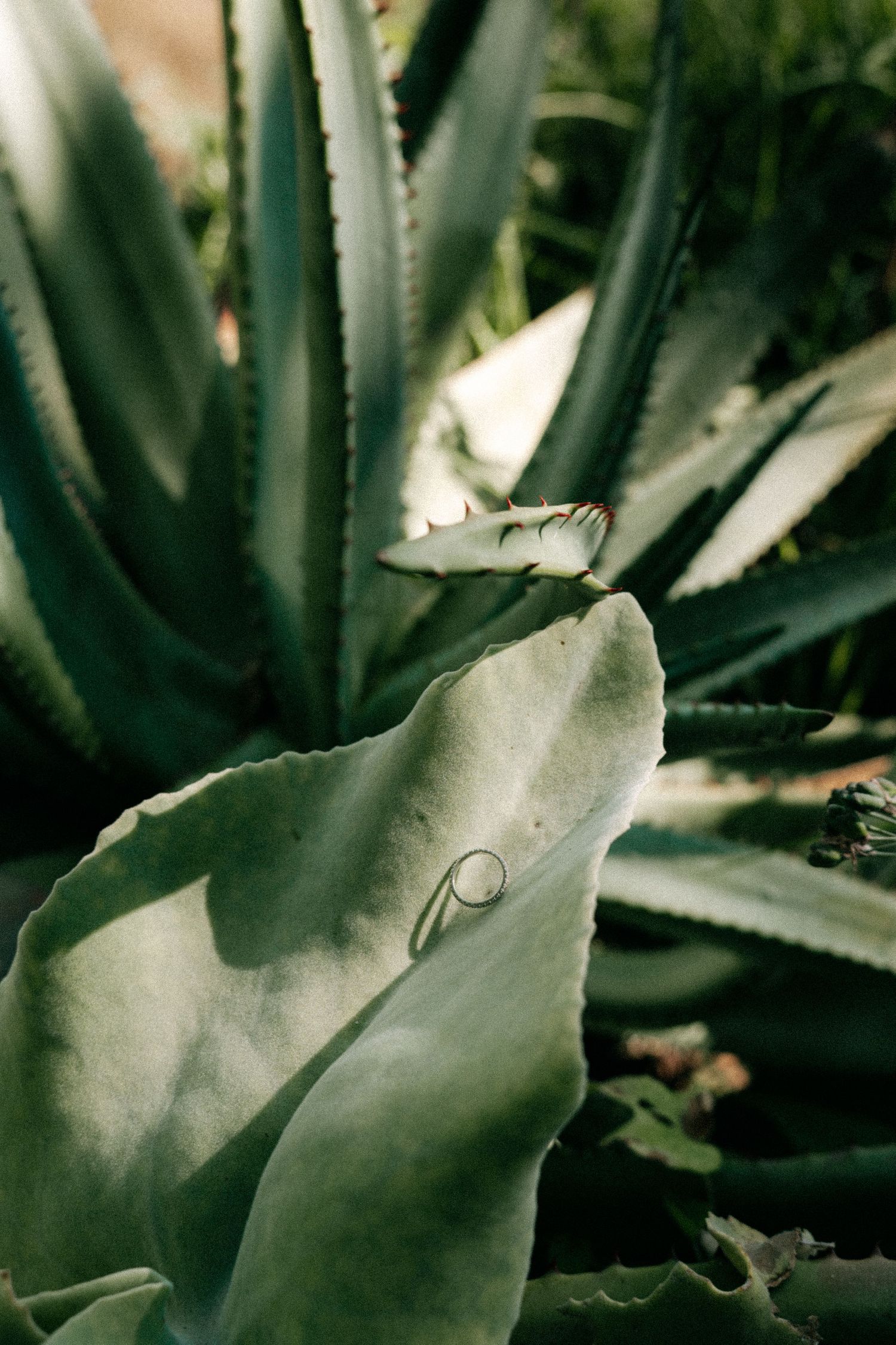 Wedding band resting on spiky agave plant leaf in dramatic natural garden setting.