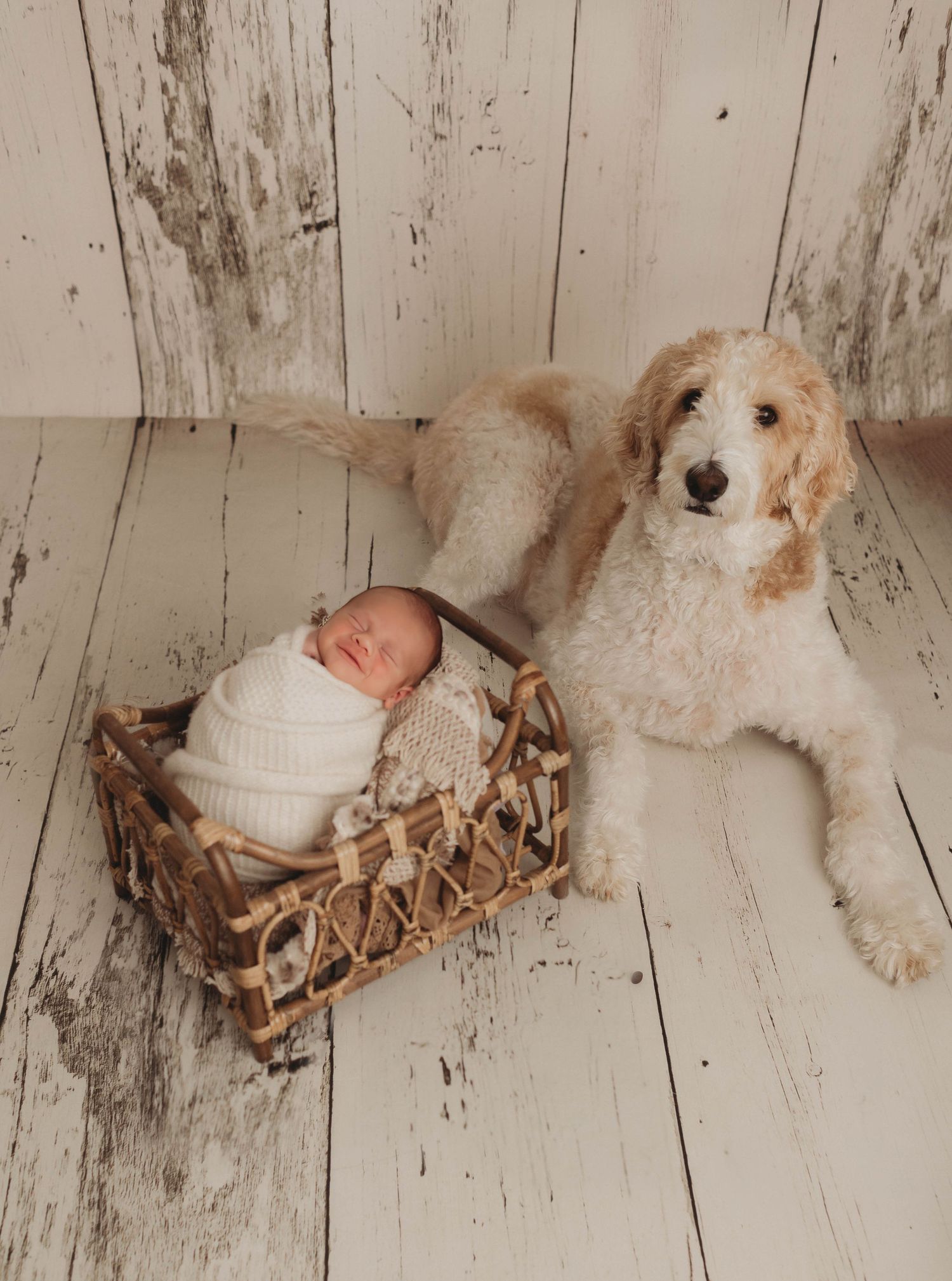 A sleeping newborn in basket next to a fluffy doodle dog on a white distressed wood floor.