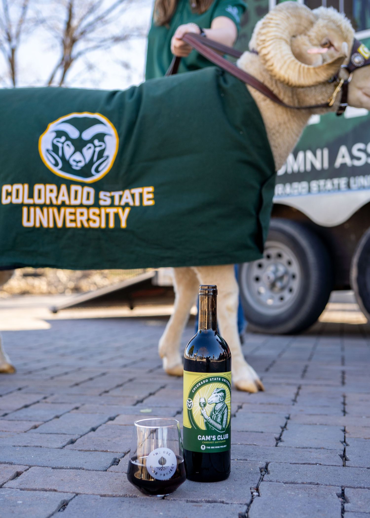 CSU mascot CAM the Ram standing outdoors next to a wine bottle display at an alumni event in Northern Colorado