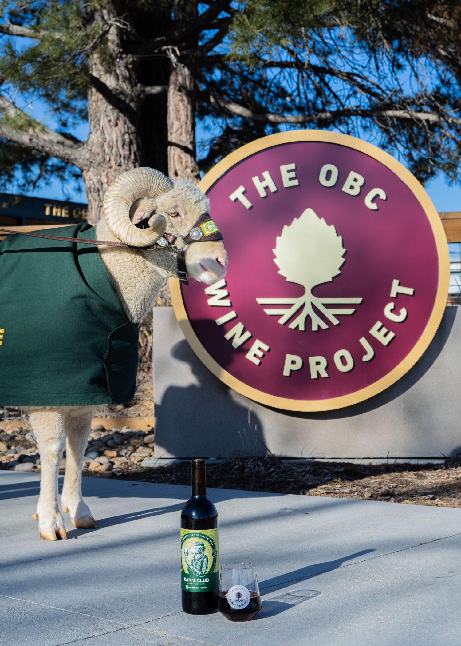 CAM the Ram mascot standing next to The OBC Wine Project sign at a CSU alumni event in Northern Colorado