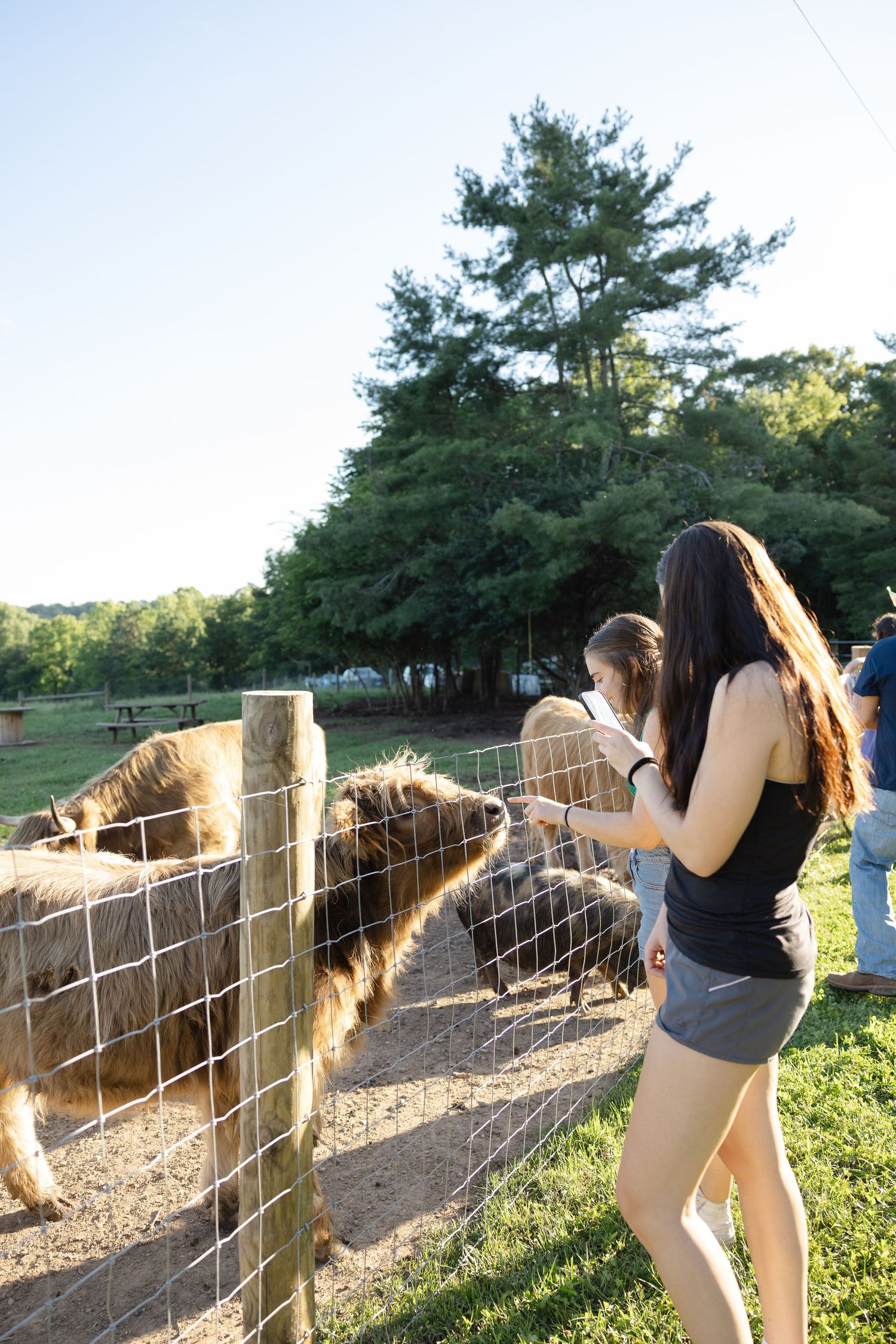 Two young women feeding fluffy animals through a wire fence at a sunny farm with green trees in the background.