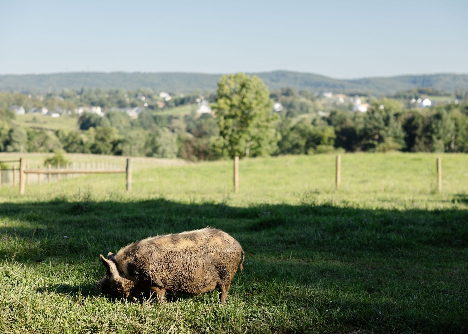 A woolly sheep grazes on lush green pasture with a scenic countryside landscape and rolling hills in the background.