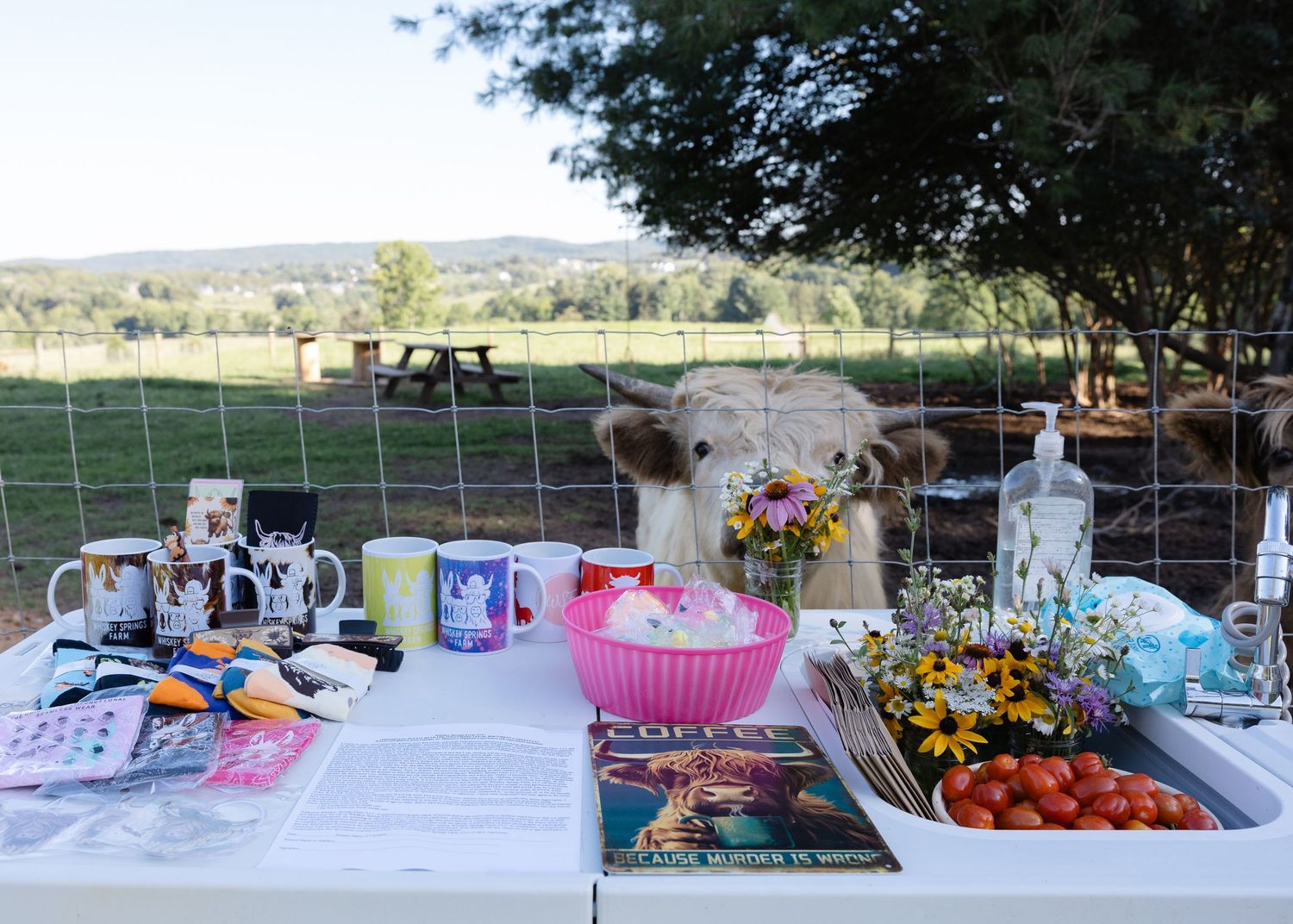 Rustic farm table display with mugs, books, tomatoes, and flowers, with a curious cow peering over the fence.