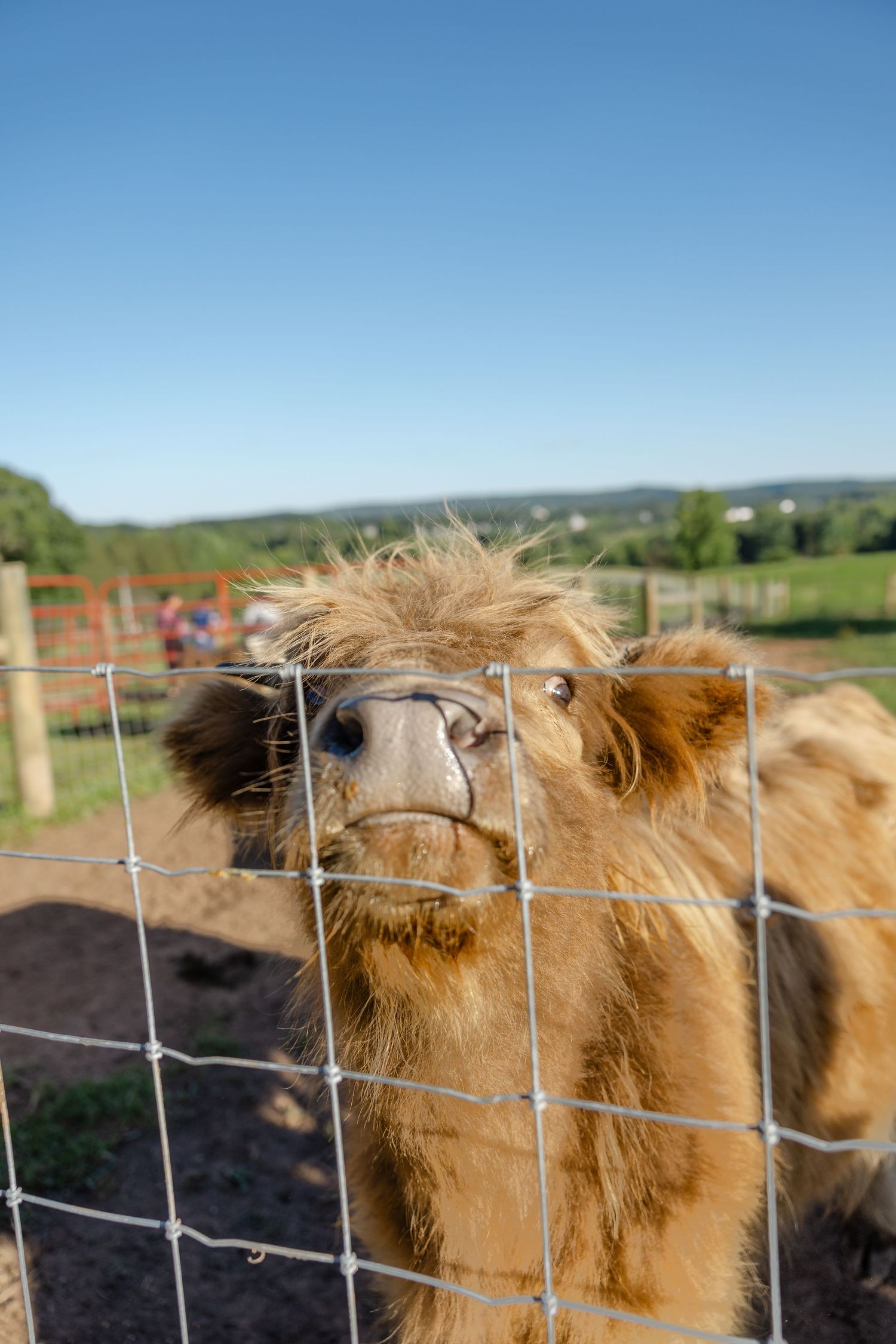 Fluffy golden Highland calf peering through wire fence at a farm on a clear blue sky day.