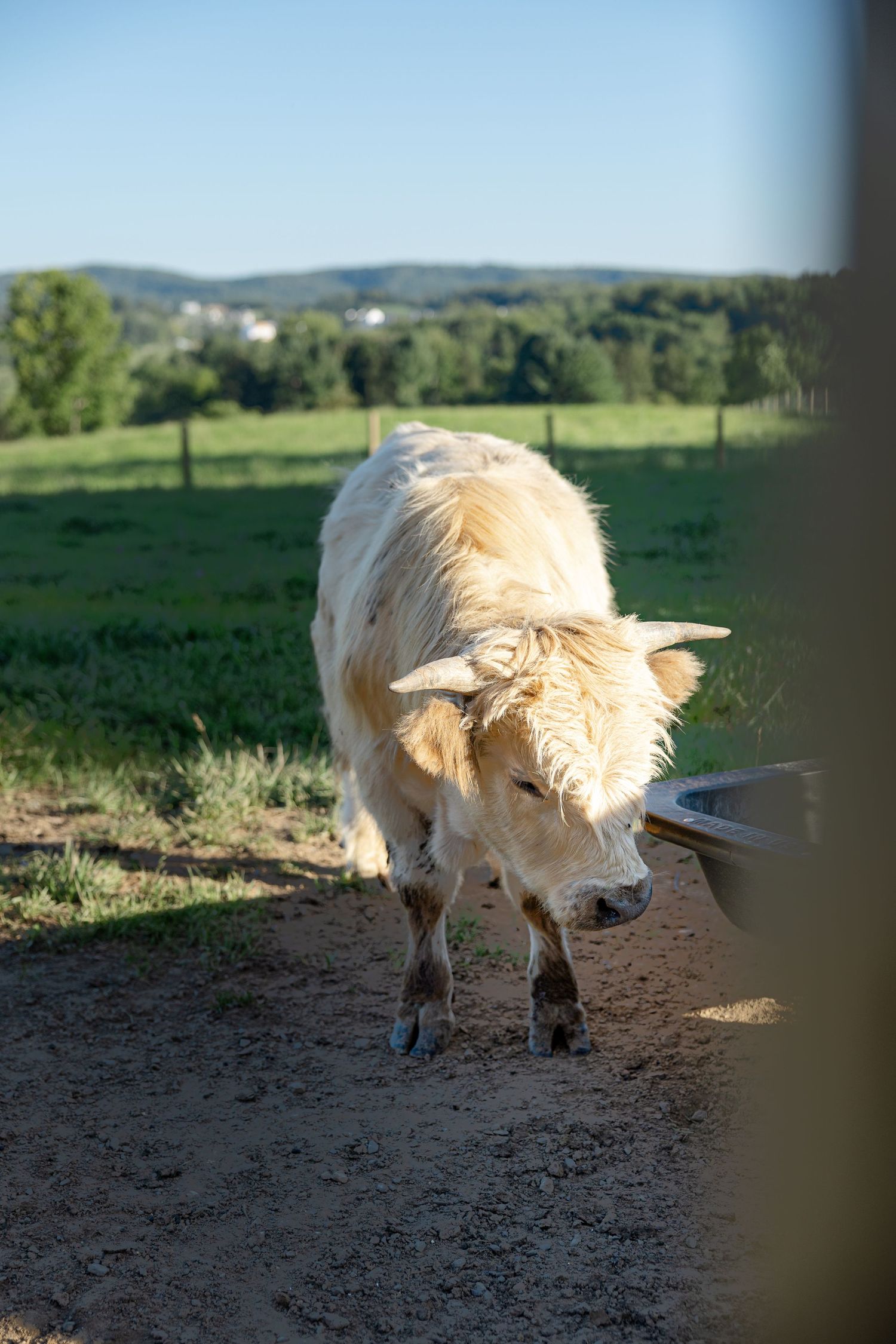Shaggy white Highland cow walking along a dirt path in a green farm pasture on a sunny day.