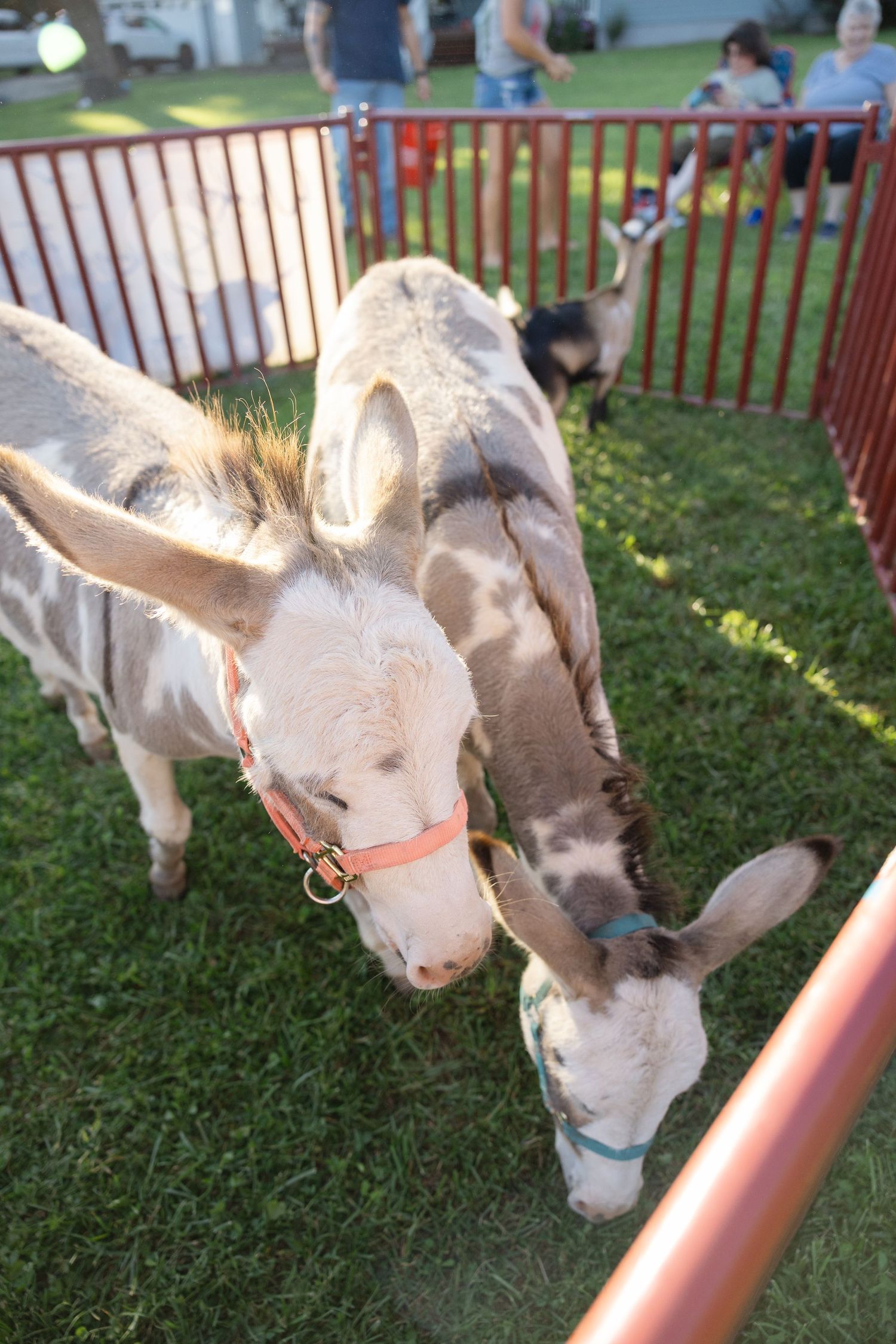 Two small miniature donkeys with colorful halters grazing together in a red-fenced petting zoo enclosure.