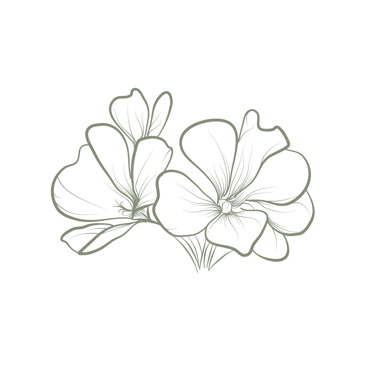 Delicate line art illustration of two blooming geranium flowers in soft sage green tones.