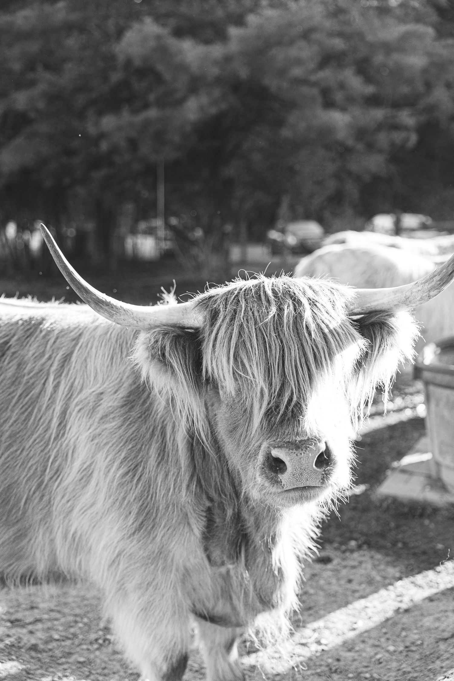 Black and white portrait of a fluffy Highland cow with long horns and shaggy fur standing in a farm setting.
