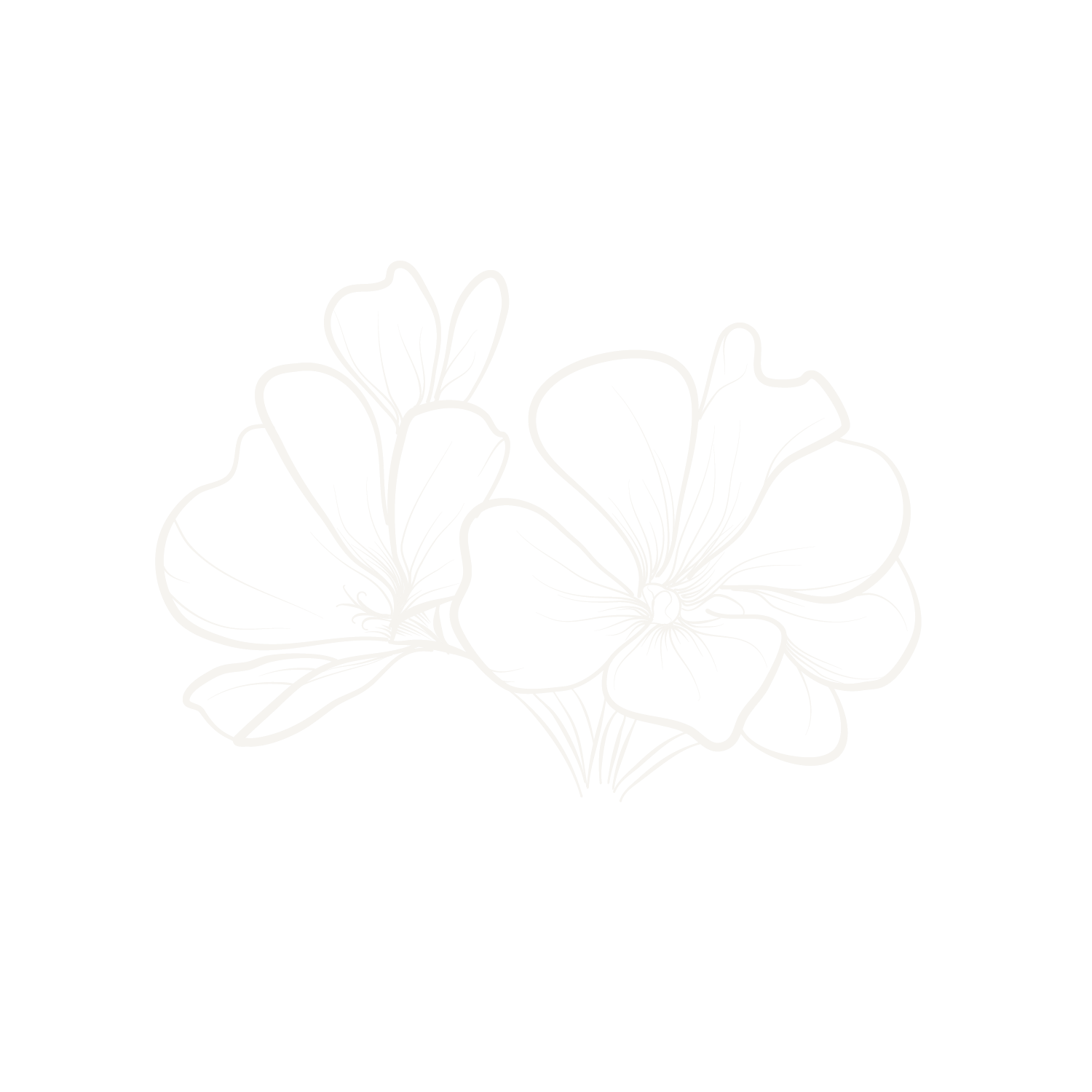 Delicate white floral line art illustration featuring two blooming flowers with detailed petals on white background.