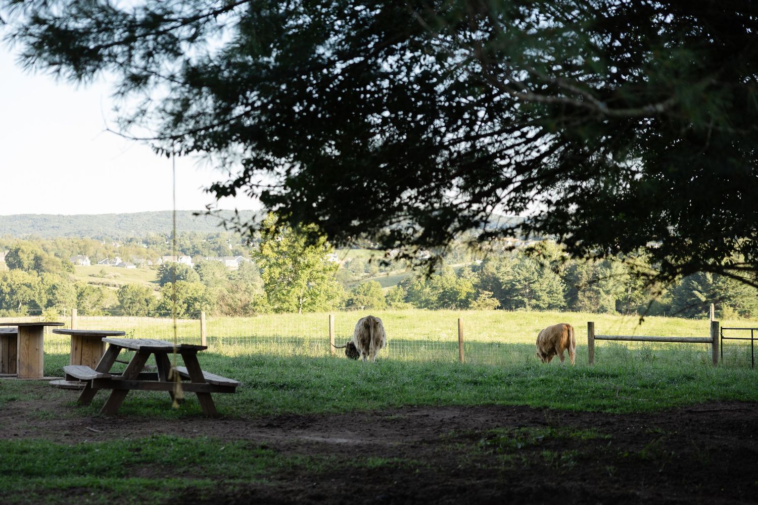 Picnic table under a tree overlooking a green pasture with grazing ponies and rolling countryside beyond.