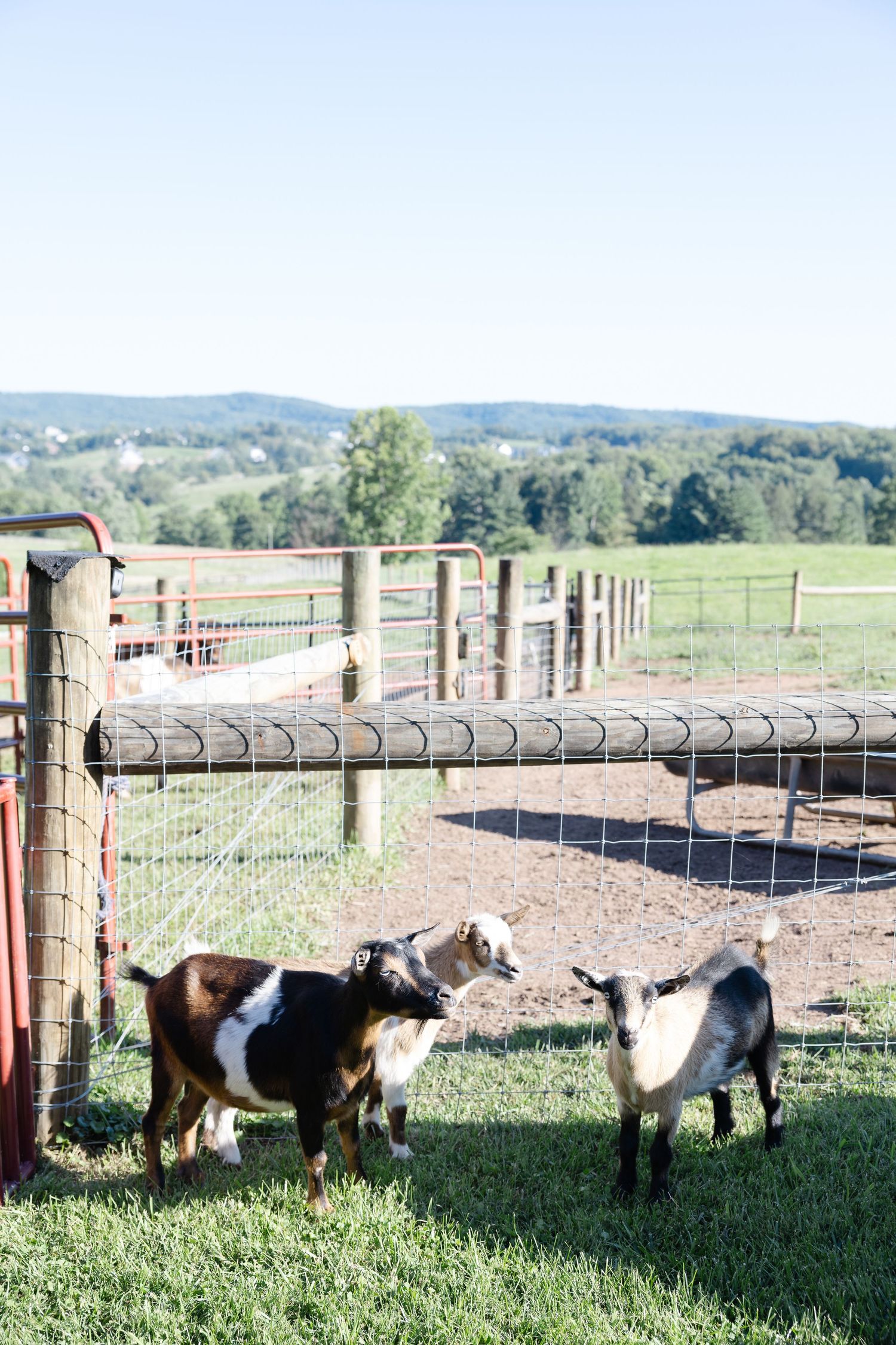 Two small goats interact near red metal farm fencing with green hills behind.