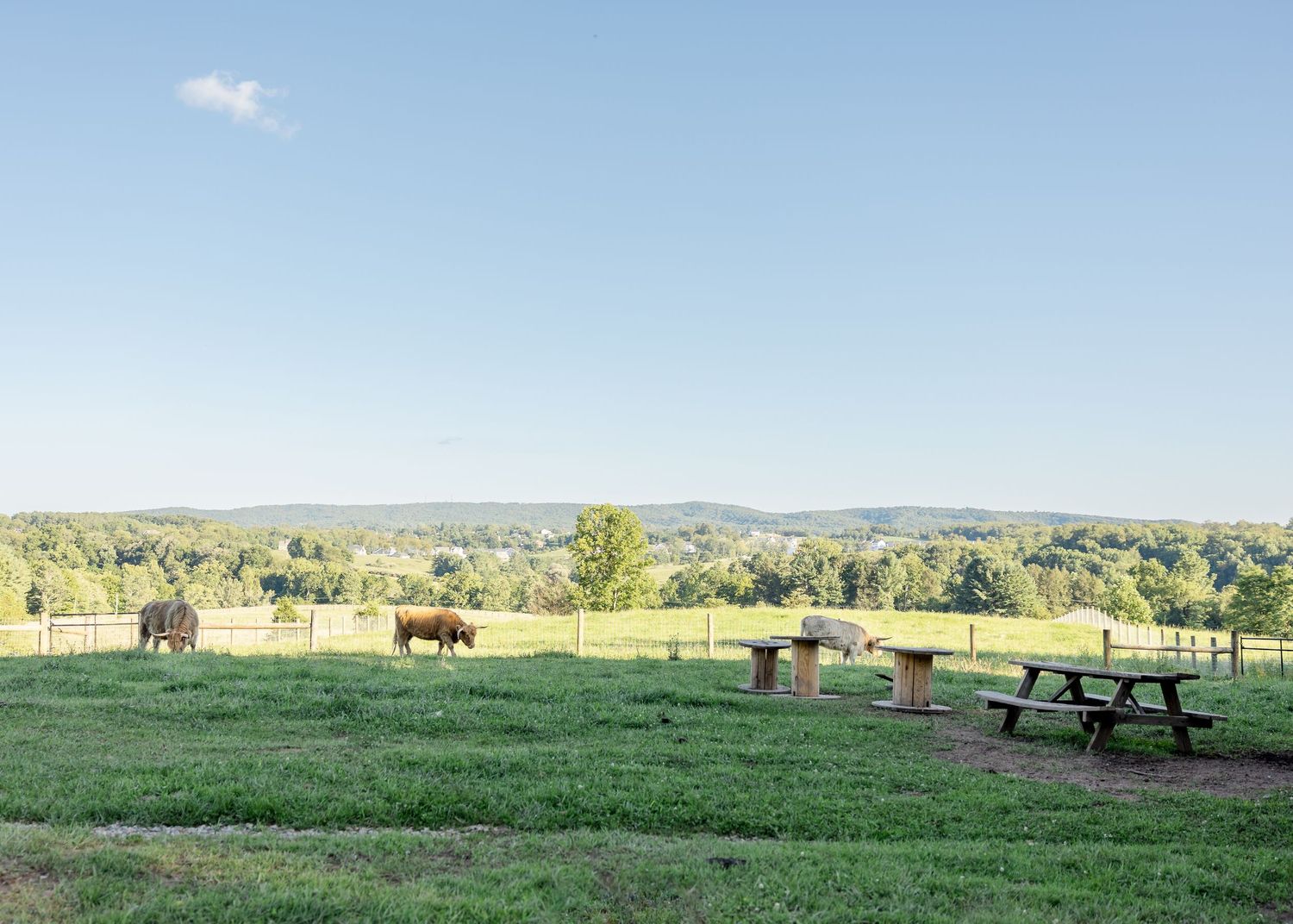 Cattle grazing on lush green farm with picnic tables and scenic rolling hills in the background on a clear sunny day.