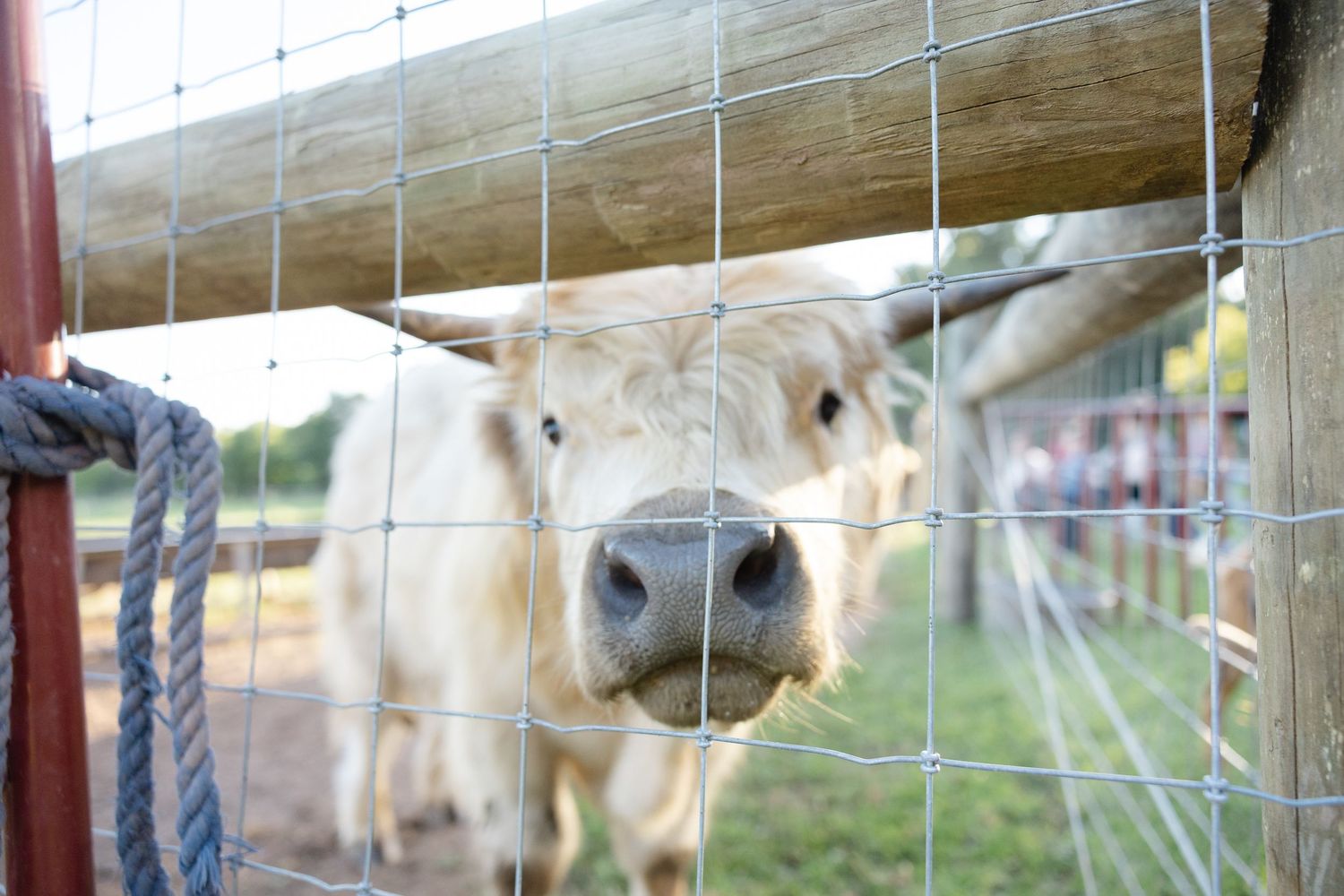 A white cow peers curiously through wire farm fencing up close.