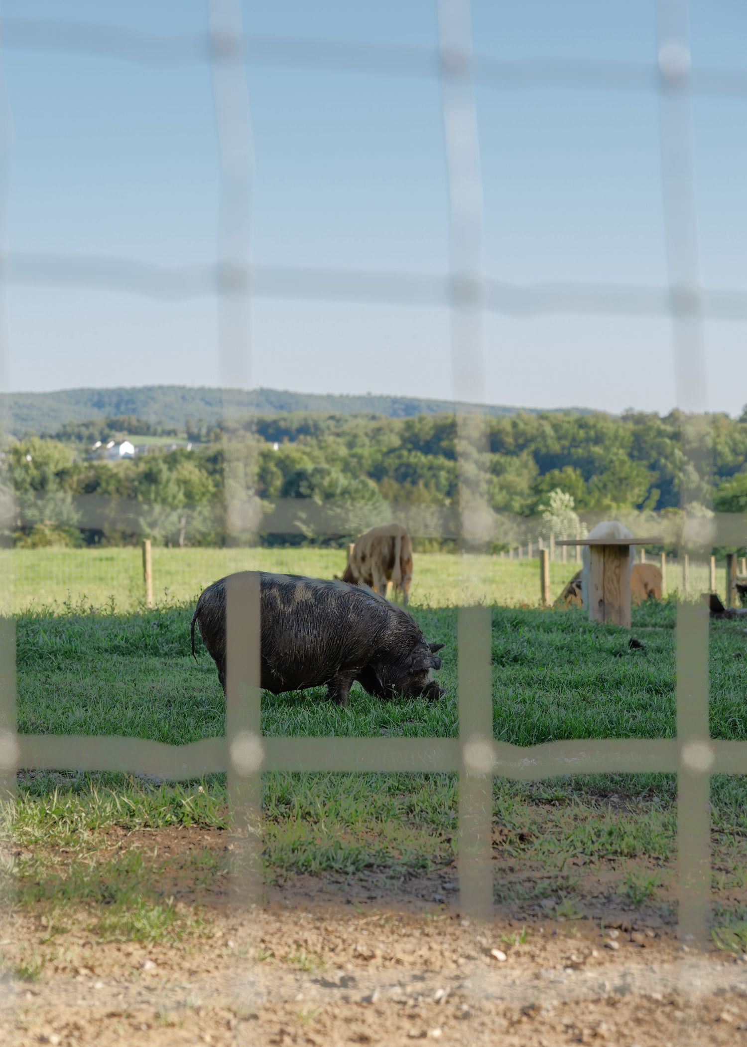 Black pig grazing in a lush green farm pasture viewed through a wire fence with rolling hills in the background.