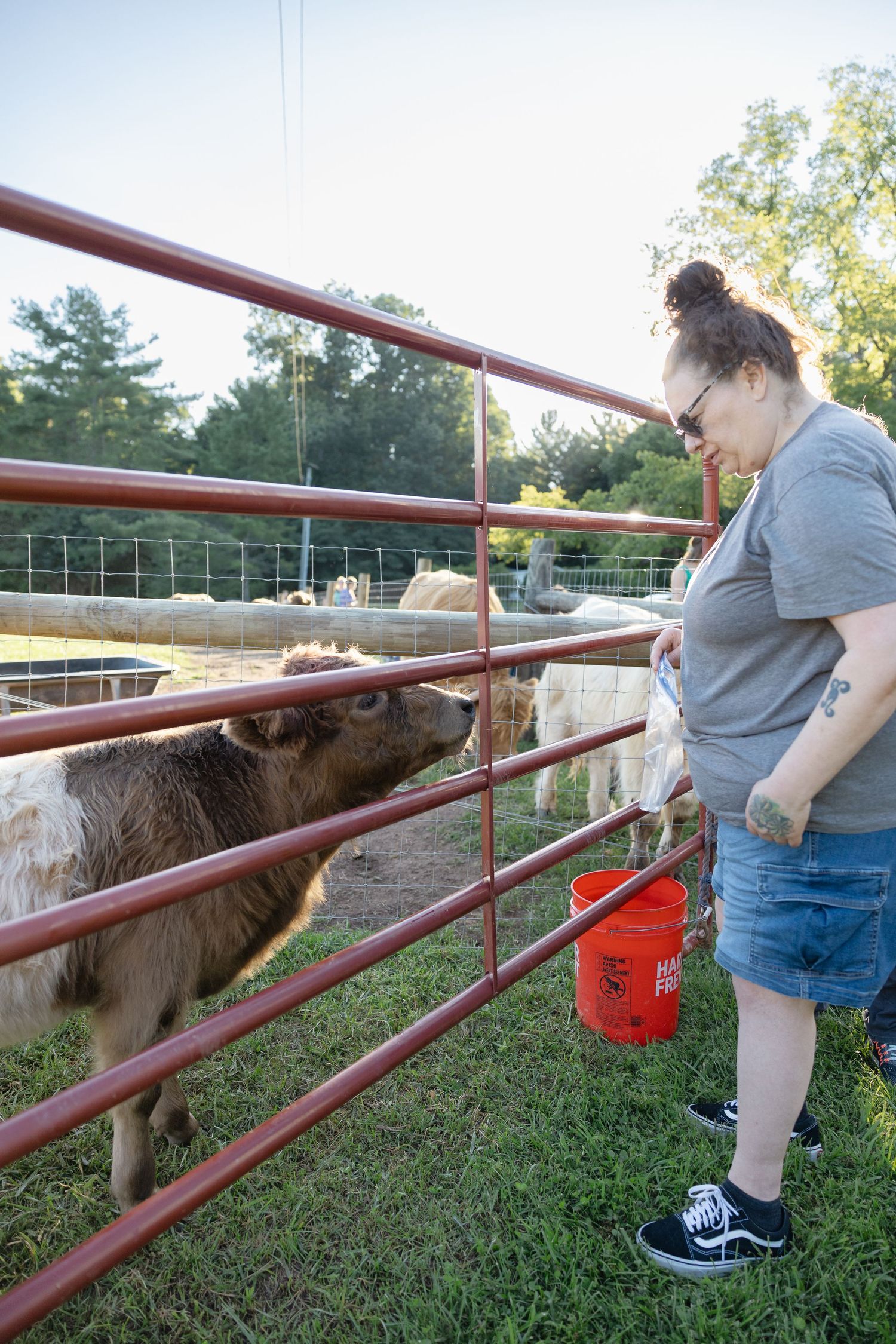 Woman feeding a brown pig through a red metal farm fence while holding an orange bucket outdoors.